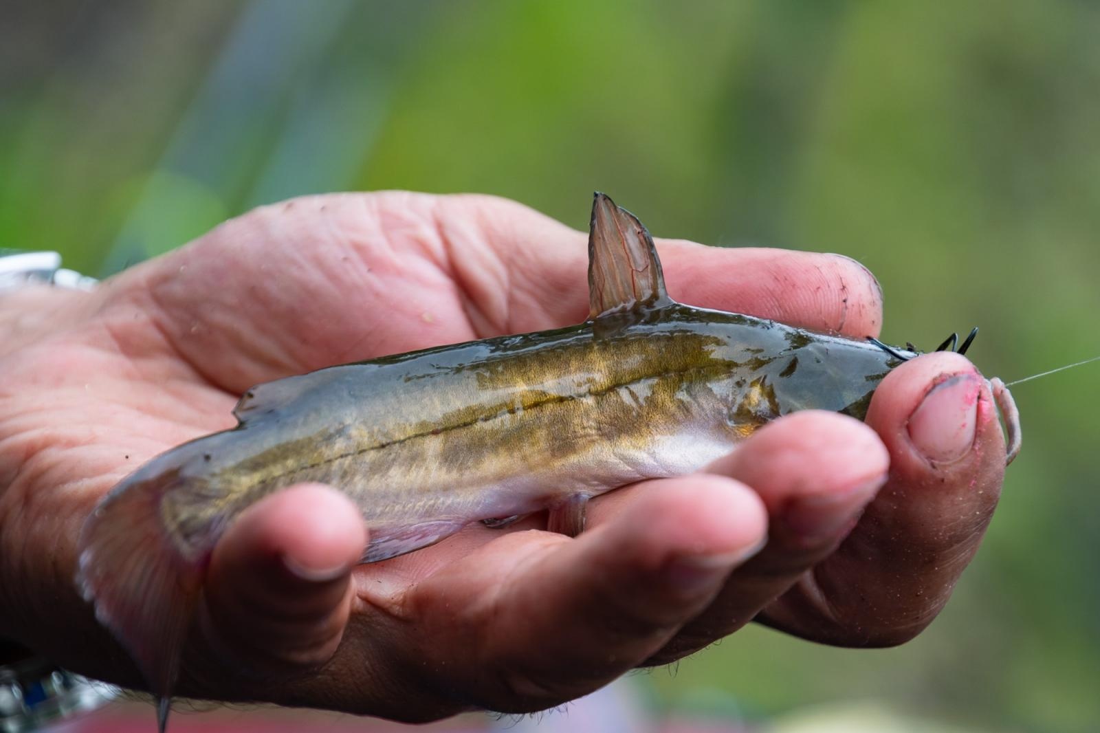 Zdjęcie w galerii na portalu naszraciborz.pl: Taaka ryba! Zawody wędkarskie koła COBEX SGL Racibórz na Dużej Wodzie w Łęgu wiadomości z regionu