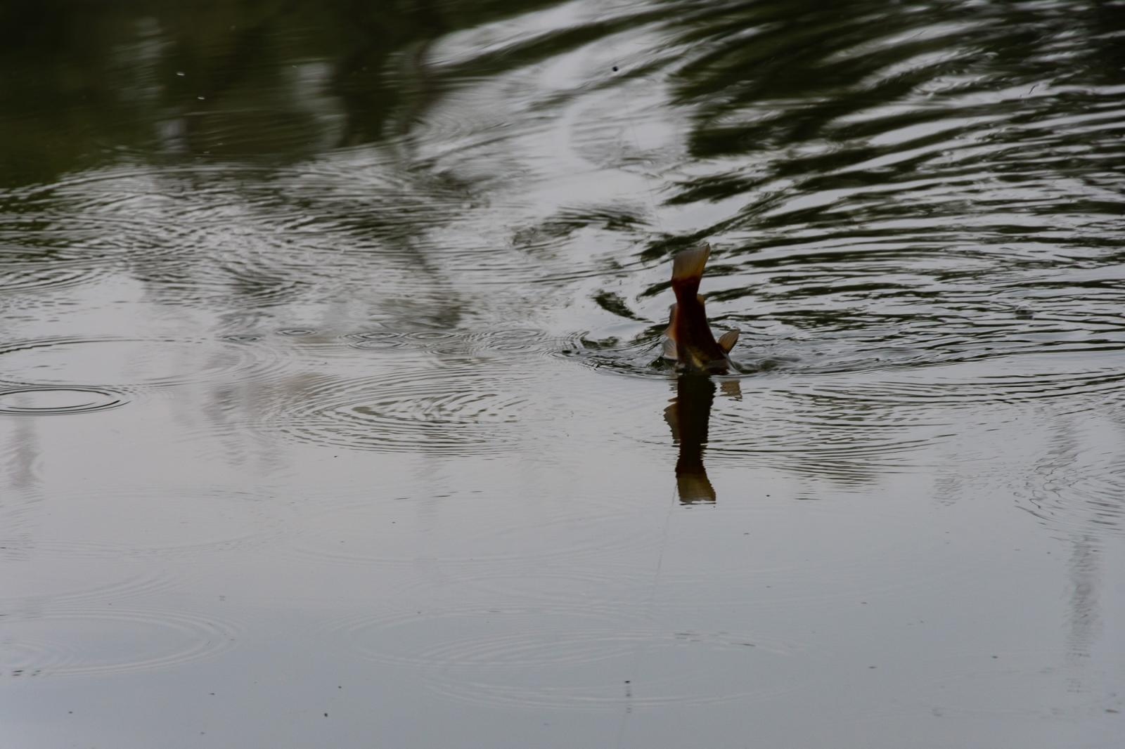 Zdjęcie w galerii na portalu naszraciborz.pl: Taaka ryba! Zawody wędkarskie koła COBEX SGL Racibórz na Dużej Wodzie w Łęgu wiadomości z regionu