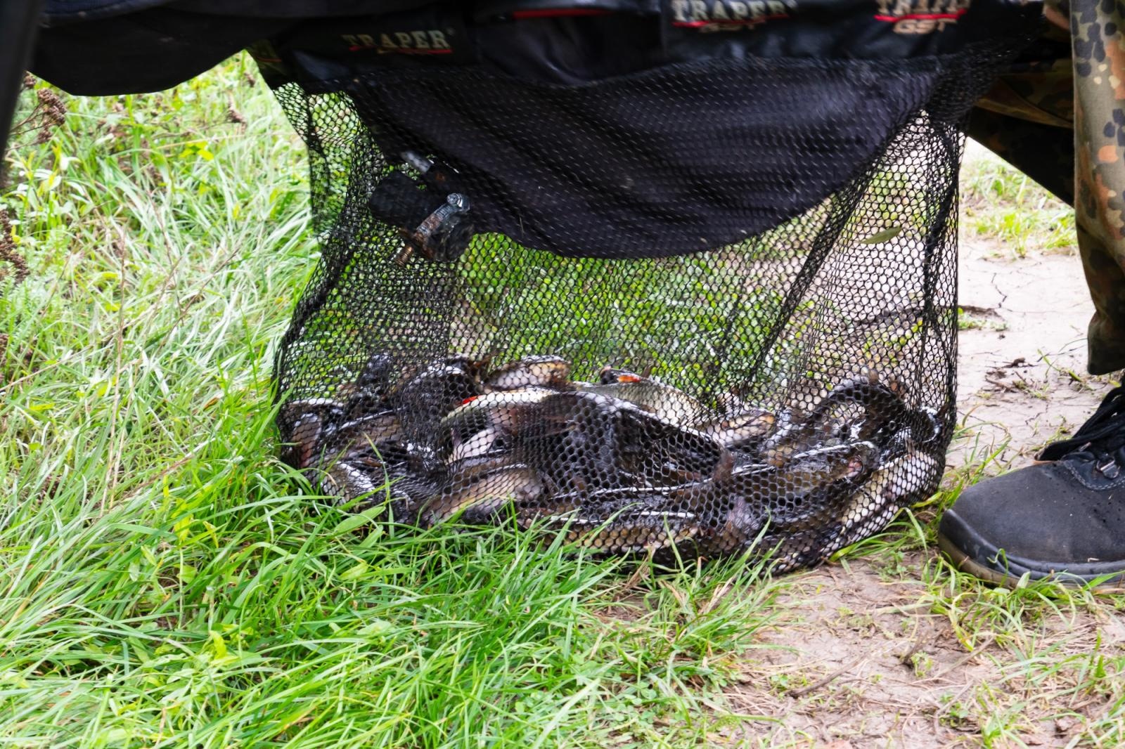 Zdjęcie w galerii na portalu naszraciborz.pl: Taaka ryba! Zawody wędkarskie koła COBEX SGL Racibórz na Dużej Wodzie w Łęgu wiadomości z regionu