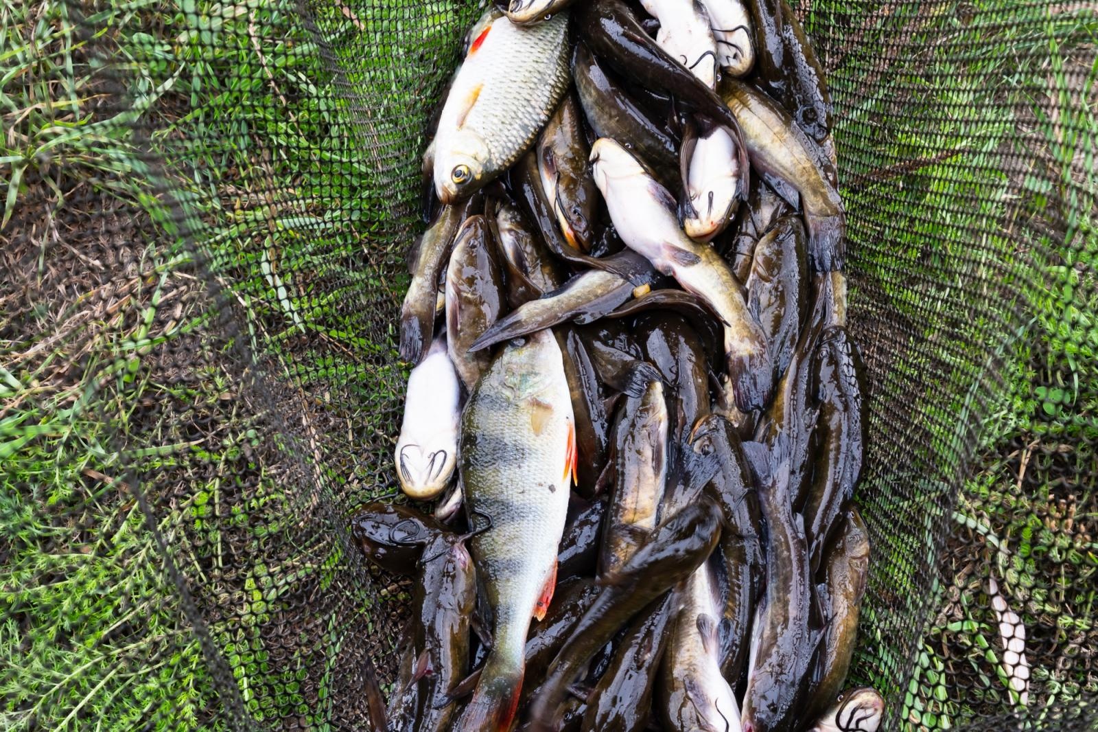 Zdjęcie w galerii na portalu naszraciborz.pl: Taaka ryba! Zawody wędkarskie koła COBEX SGL Racibórz na Dużej Wodzie w Łęgu wiadomości z regionu