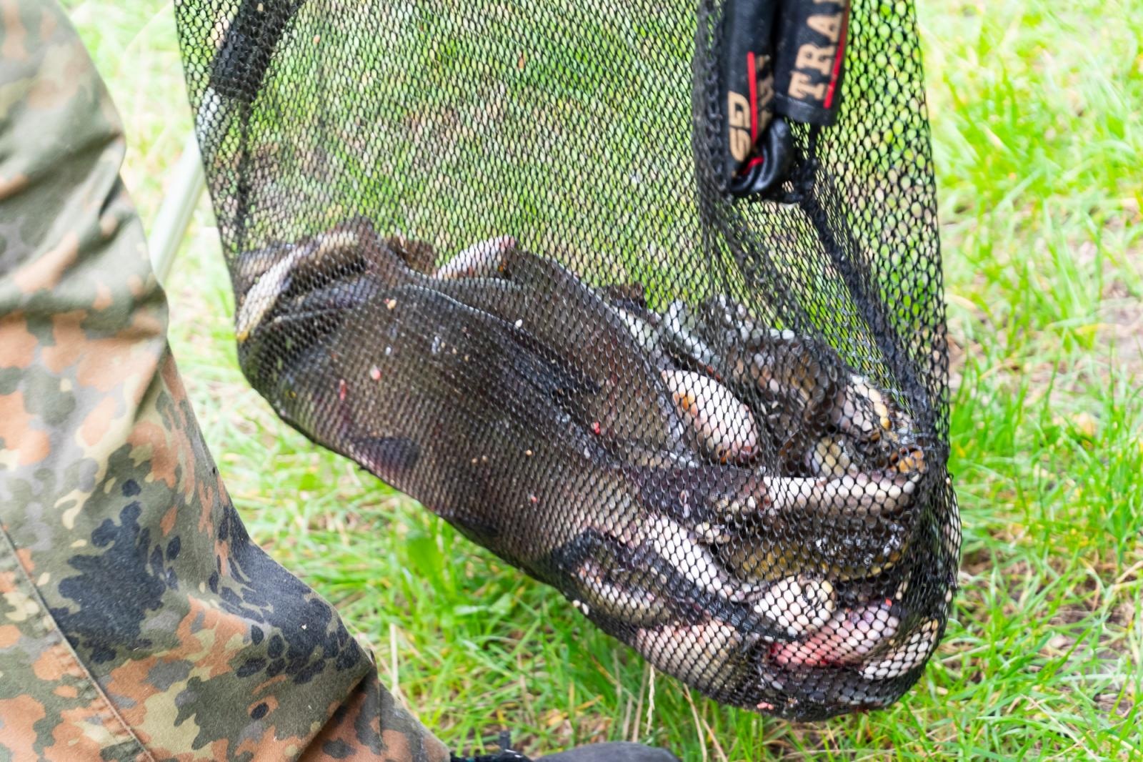 Zdjęcie w galerii na portalu naszraciborz.pl: Taaka ryba! Zawody wędkarskie koła COBEX SGL Racibórz na Dużej Wodzie w Łęgu wiadomości z regionu