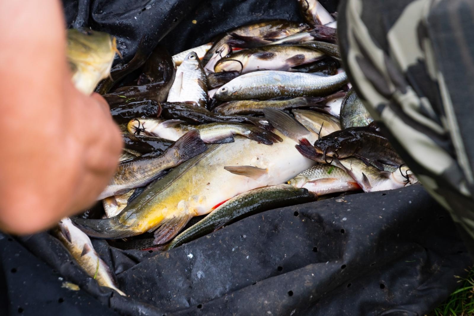 Zdjęcie w galerii na portalu naszraciborz.pl: Taaka ryba! Zawody wędkarskie koła COBEX SGL Racibórz na Dużej Wodzie w Łęgu wiadomości z regionu