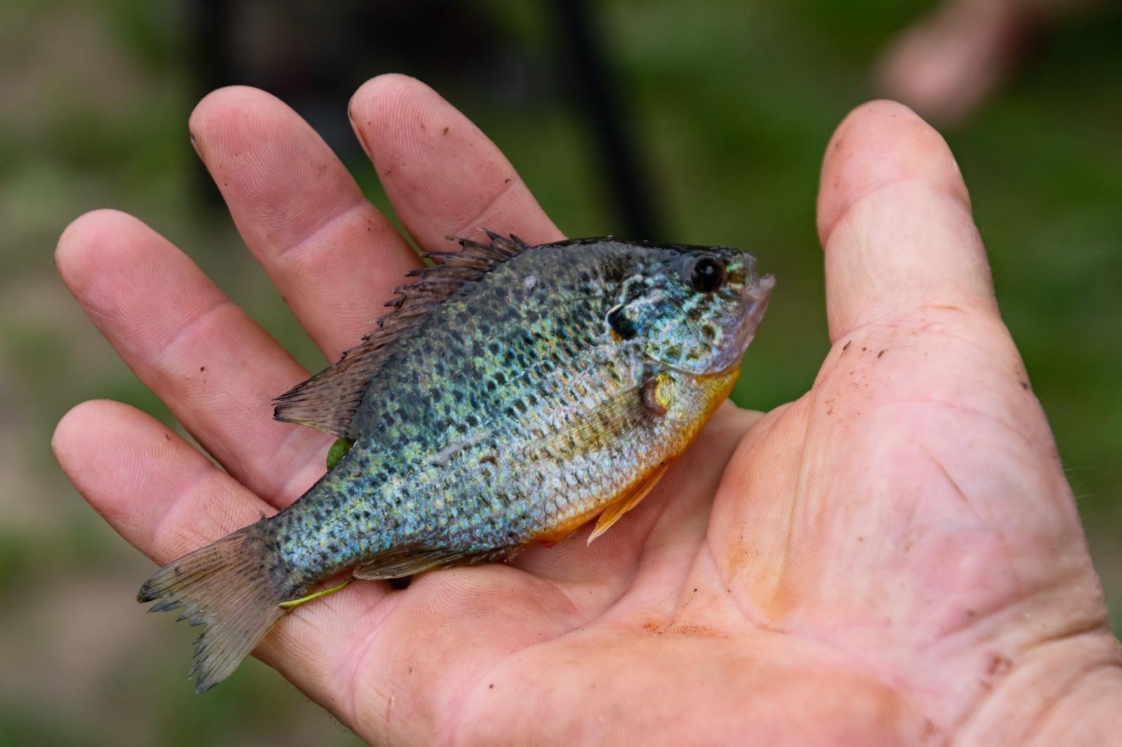 Zdjęcie w galerii na portalu naszraciborz.pl: Taaka ryba! Zawody wędkarskie koła COBEX SGL Racibórz na Dużej Wodzie w Łęgu wiadomości z regionu