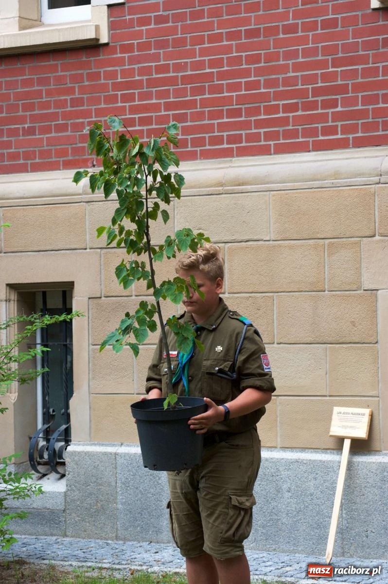 Zdjęcie w galerii na portalu naszraciborz.pl: Przed sądem w Raciborzu posadzono lipę marszałka Piłsudskiego [FOTO i WIDEO] wiadomości z regionu
