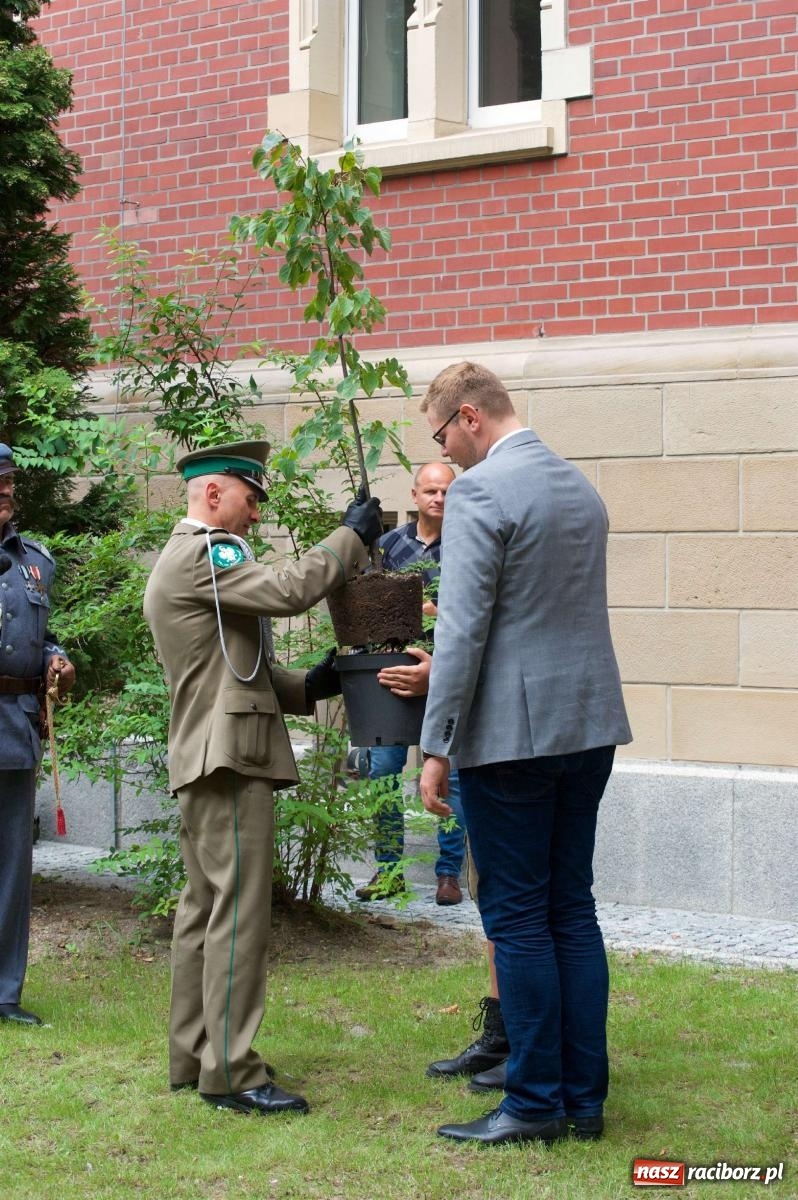 Zdjęcie w galerii na portalu naszraciborz.pl: Przed sądem w Raciborzu posadzono lipę marszałka Piłsudskiego [FOTO i WIDEO] wiadomości z regionu