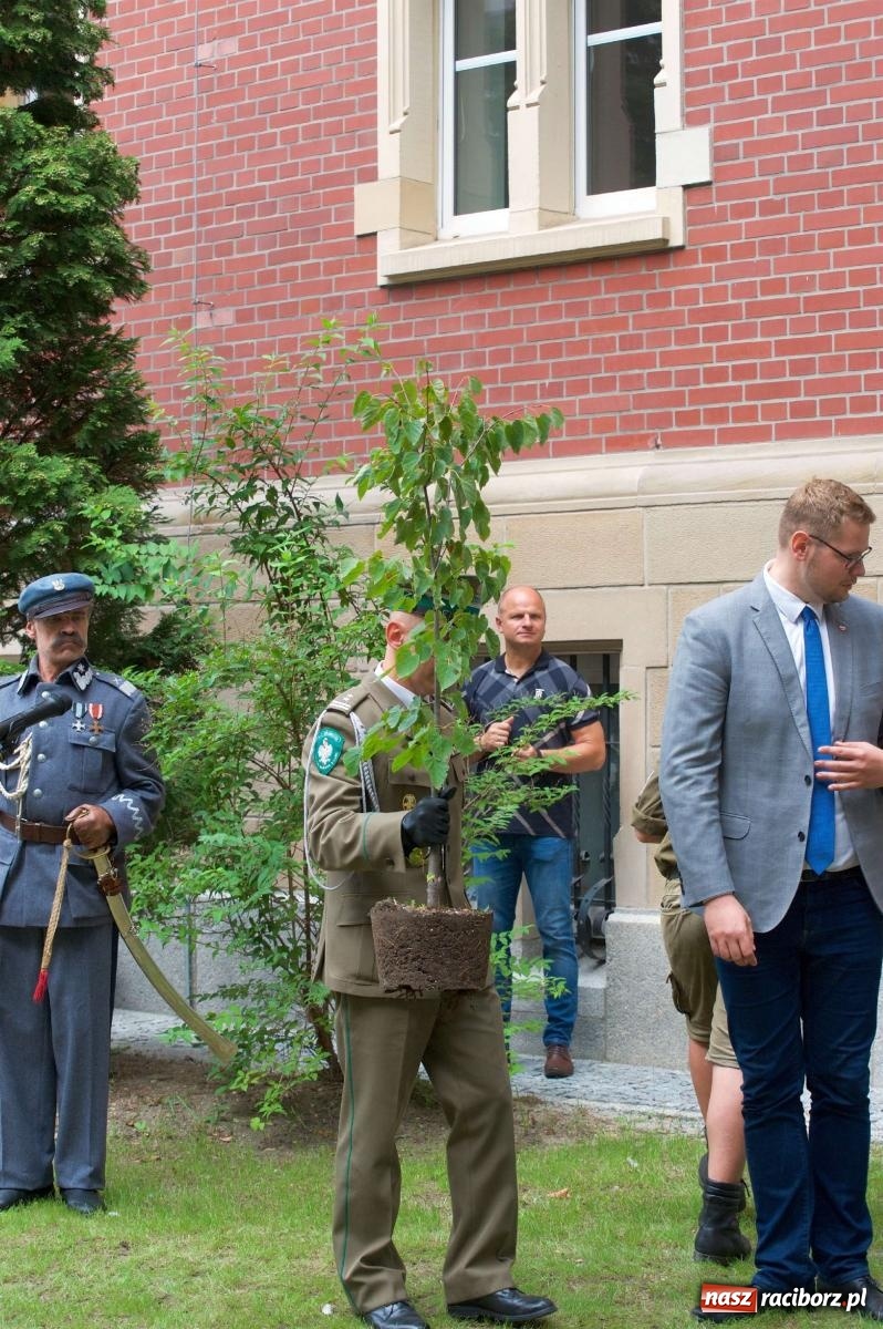 Zdjęcie w galerii na portalu naszraciborz.pl: Przed sądem w Raciborzu posadzono lipę marszałka Piłsudskiego [FOTO i WIDEO] wiadomości z regionu