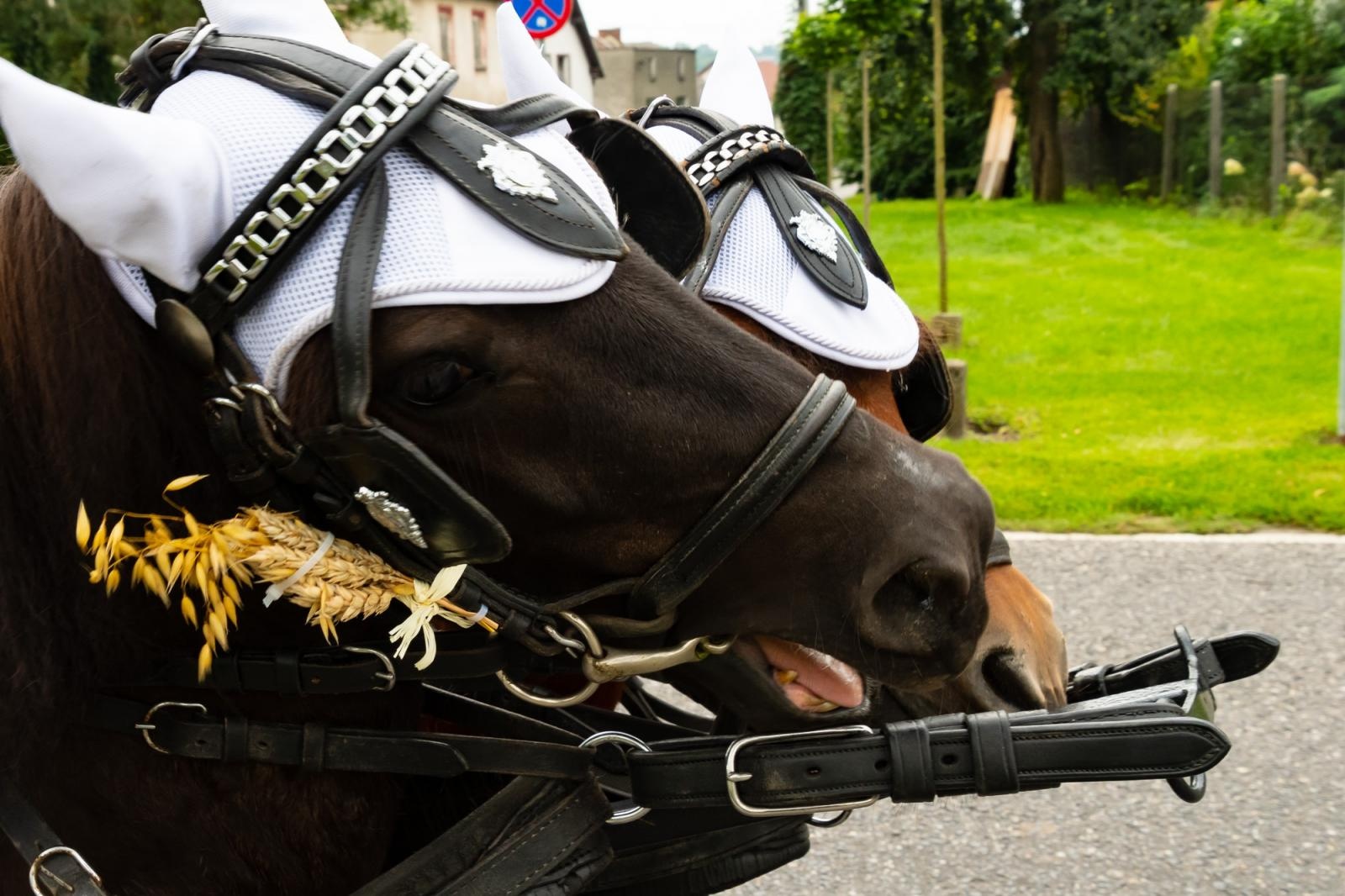 Zdjęcie w galerii na portalu naszraciborz.pl: Dożynki w Cyprzanowie. Kameralnie, religijnie i rodzinnie wiadomości z regionu
