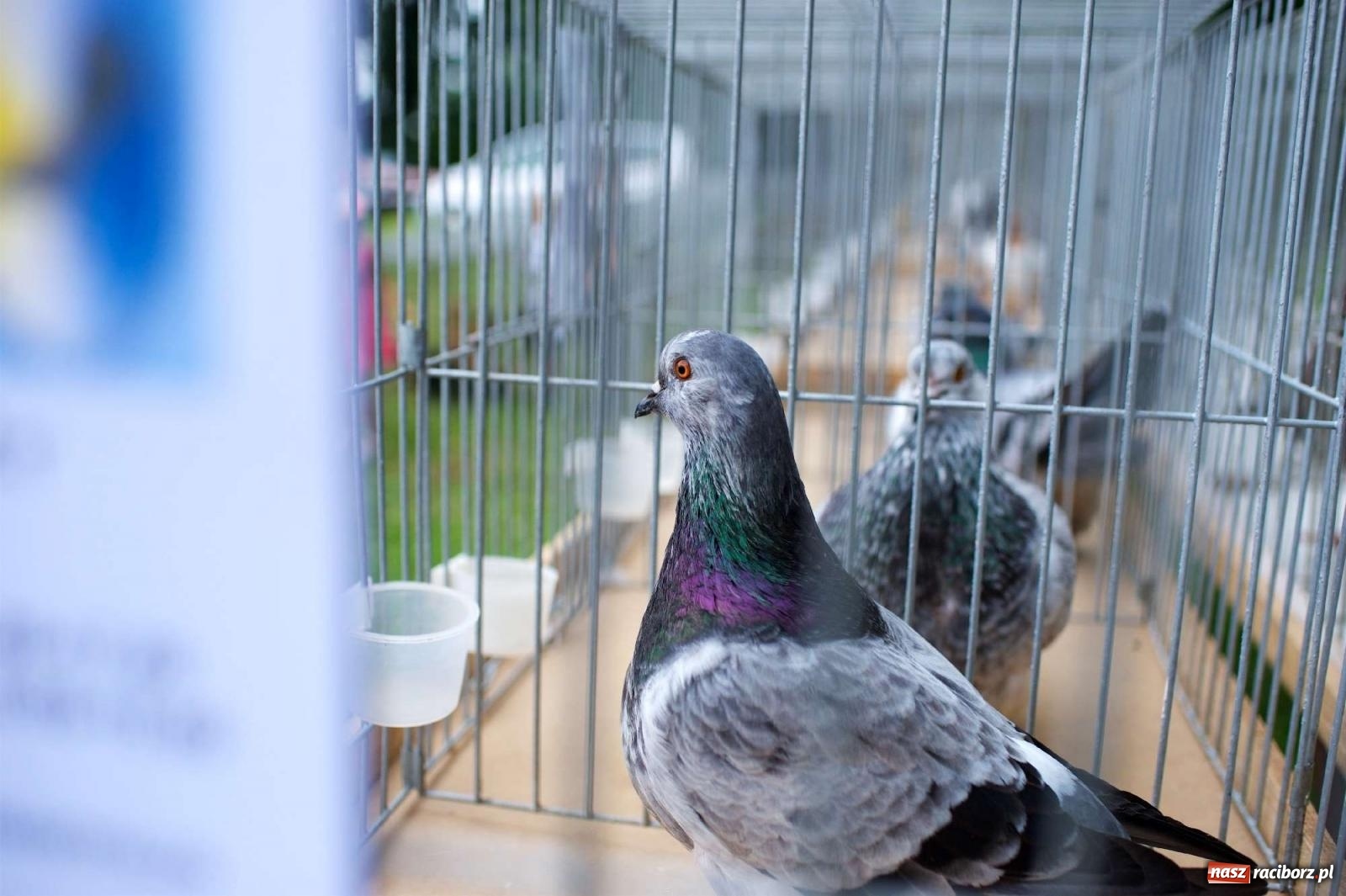 Zdjęcie w galerii na portalu naszraciborz.pl: Co tam się działo! Powiatowe święto plonów na bis [FOTO] wiadomości z regionu