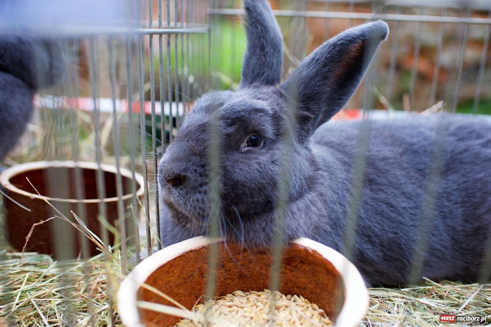 Zdjęcie w galerii na portalu naszraciborz.pl: Co tam się działo! Powiatowe święto plonów na bis [FOTO] wiadomości z regionu