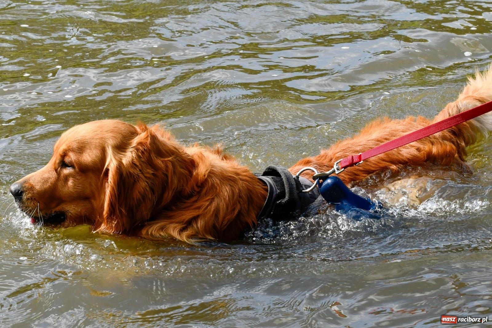 Zdjęcie w galerii na portalu naszraciborz.pl: Odra SUP CUP 2023 już w ten weekend wiadomości z regionu