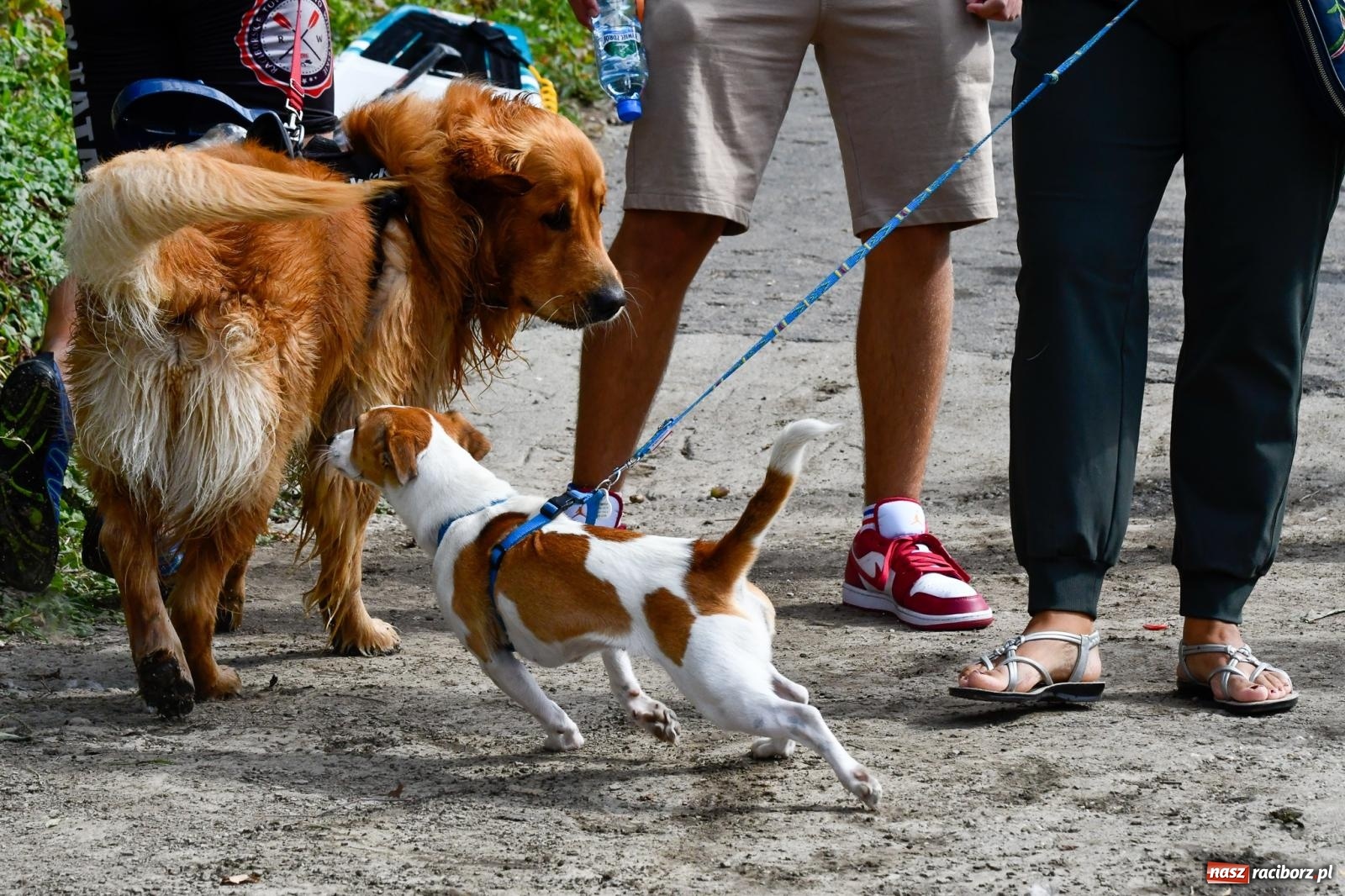Zdjęcie w galerii na portalu naszraciborz.pl: Odra SUP CUP 2023 już w ten weekend wiadomości z regionu