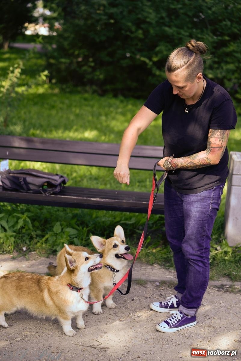 Zdjęcie w galerii na portalu naszraciborz.pl: Pieska plaża w Raciborzu. Miłośnicy czworonogów nad Odrą [FOTO i WIDEO] wiadomości z regionu