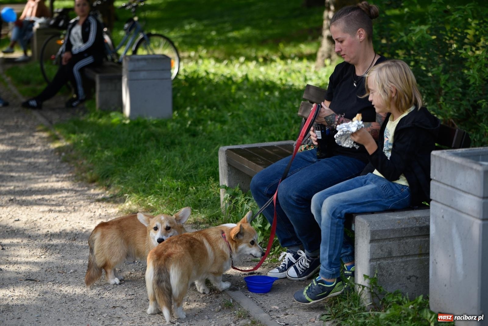 Zdjęcie w galerii na portalu naszraciborz.pl: Pieska plaża w Raciborzu. Miłośnicy czworonogów nad Odrą [FOTO i WIDEO] wiadomości z regionu