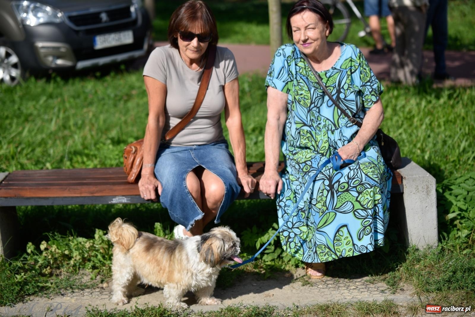Zdjęcie w galerii na portalu naszraciborz.pl: Pieska plaża w Raciborzu. Miłośnicy czworonogów nad Odrą [FOTO i WIDEO] wiadomości z regionu
