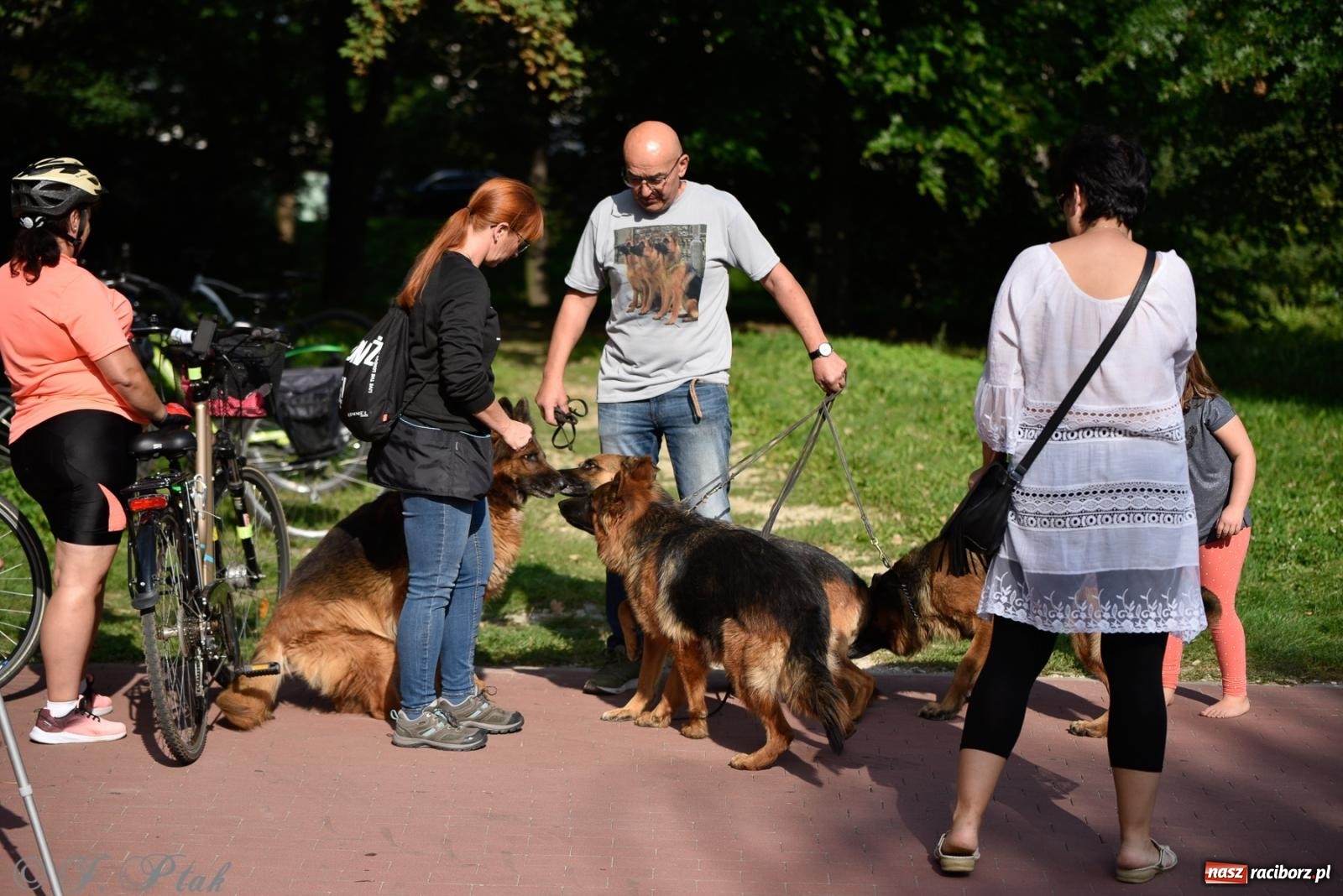 Zdjęcie w galerii na portalu naszraciborz.pl: Pieska plaża w Raciborzu. Miłośnicy czworonogów nad Odrą [FOTO i WIDEO] wiadomości z regionu