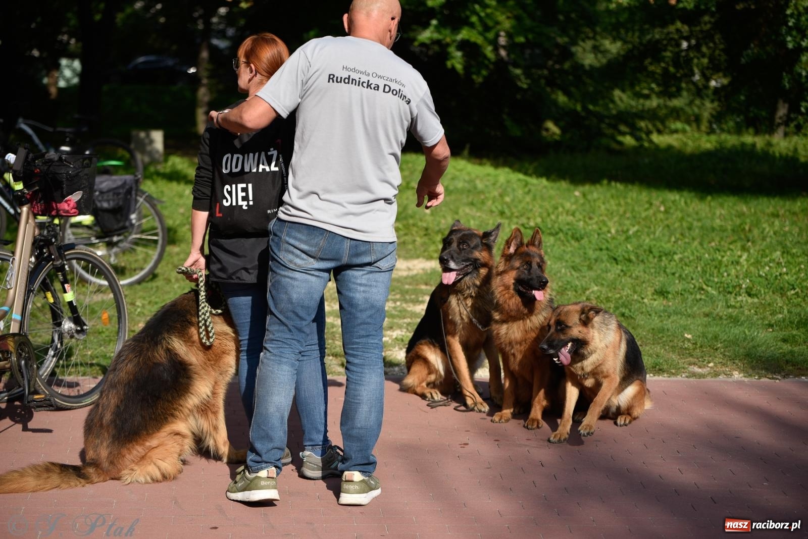 Zdjęcie w galerii na portalu naszraciborz.pl: Pieska plaża w Raciborzu. Miłośnicy czworonogów nad Odrą [FOTO i WIDEO] wiadomości z regionu