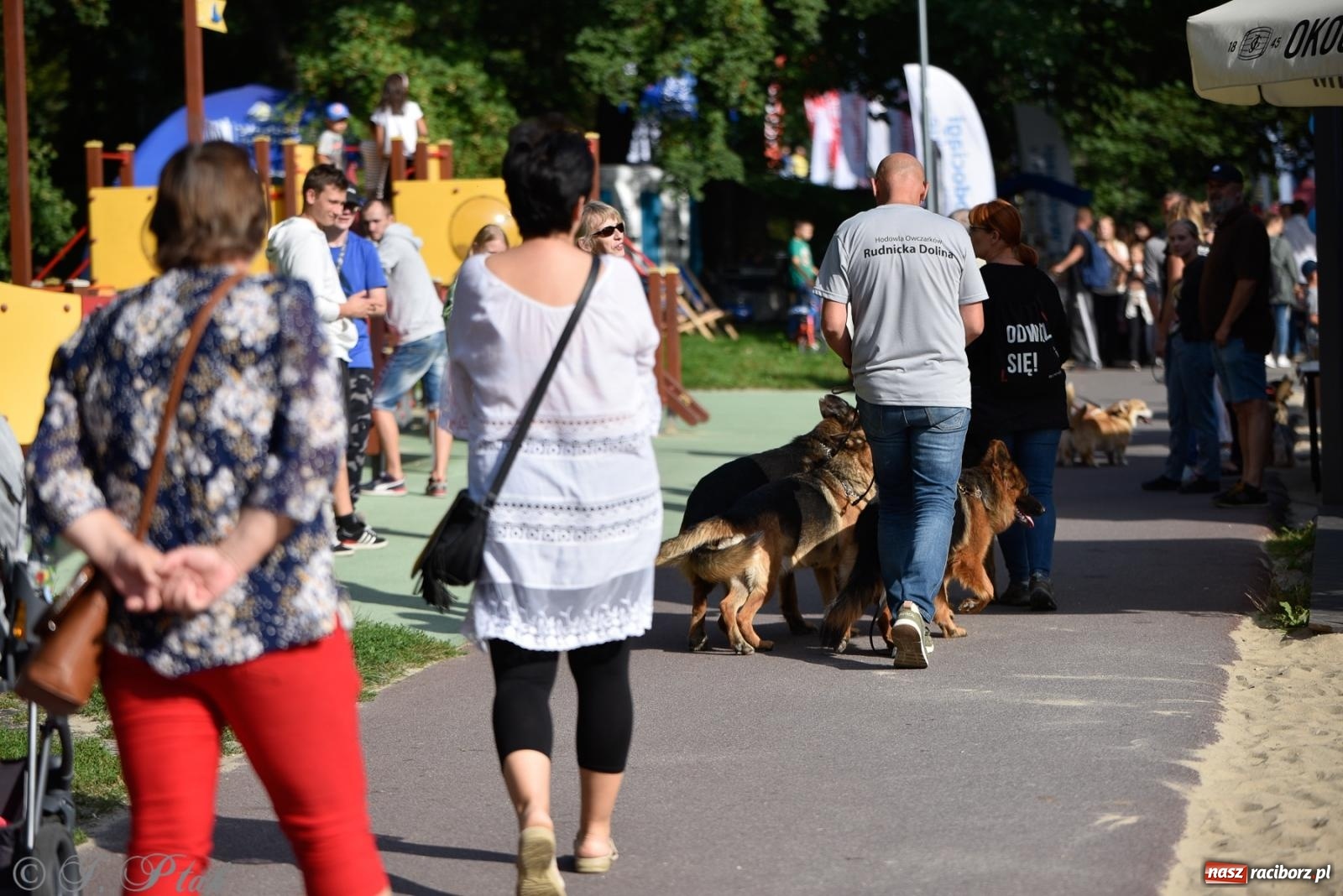 Zdjęcie w galerii na portalu naszraciborz.pl: Pieska plaża w Raciborzu. Miłośnicy czworonogów nad Odrą [FOTO i WIDEO] wiadomości z regionu