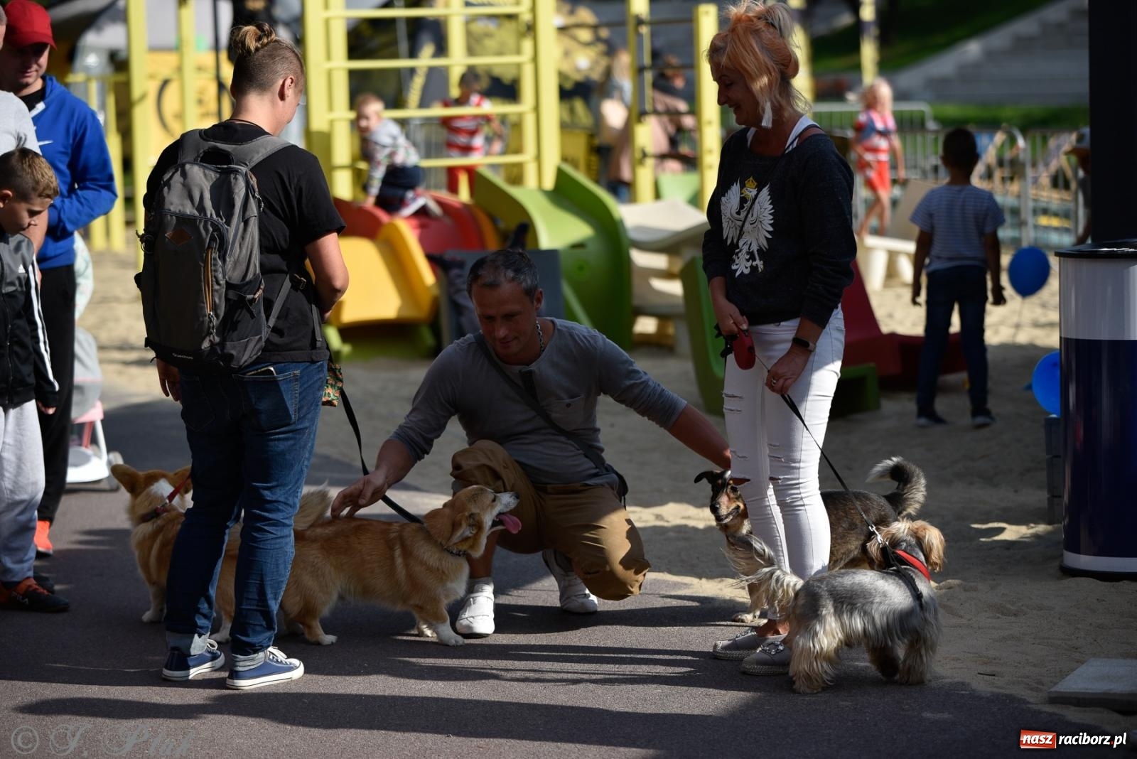 Zdjęcie w galerii na portalu naszraciborz.pl: Pieska plaża w Raciborzu. Miłośnicy czworonogów nad Odrą [FOTO i WIDEO] wiadomości z regionu