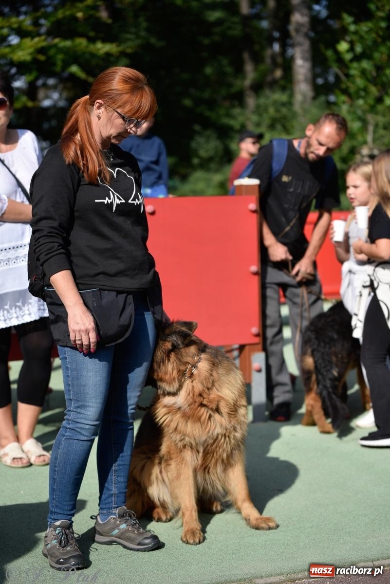 Zdjęcie w galerii na portalu naszraciborz.pl: Pieska plaża w Raciborzu. Miłośnicy czworonogów nad Odrą [FOTO i WIDEO] wiadomości z regionu