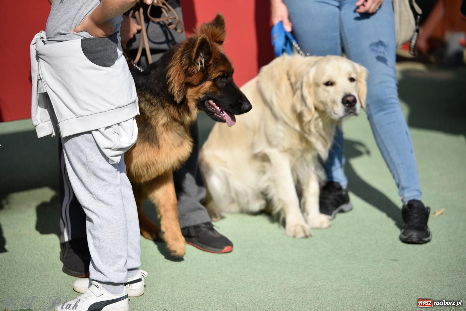 Zdjęcie w galerii na portalu naszraciborz.pl: Pieska plaża w Raciborzu. Miłośnicy czworonogów nad Odrą [FOTO i WIDEO] wiadomości z regionu