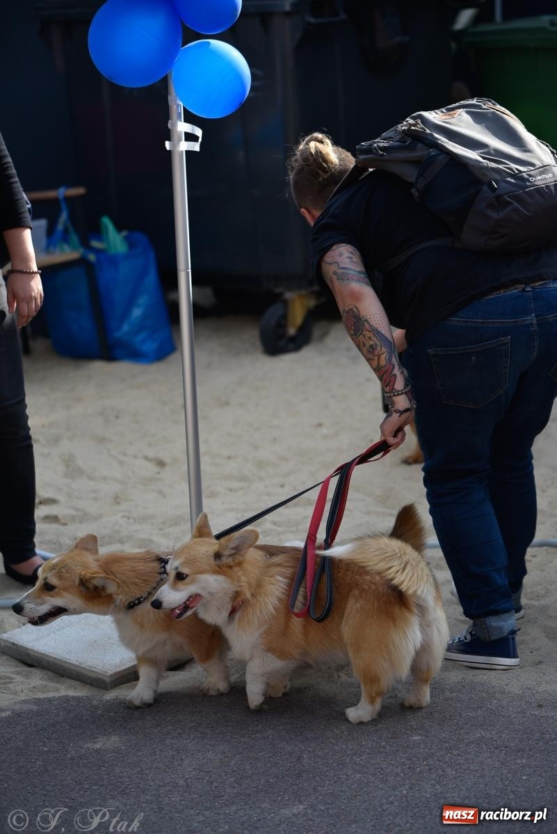 Zdjęcie w galerii na portalu naszraciborz.pl: Pieska plaża w Raciborzu. Miłośnicy czworonogów nad Odrą [FOTO i WIDEO] wiadomości z regionu