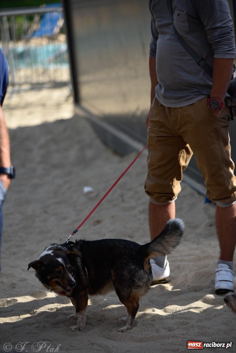 Zdjęcie w galerii na portalu naszraciborz.pl: Pieska plaża w Raciborzu. Miłośnicy czworonogów nad Odrą [FOTO i WIDEO] wiadomości z regionu