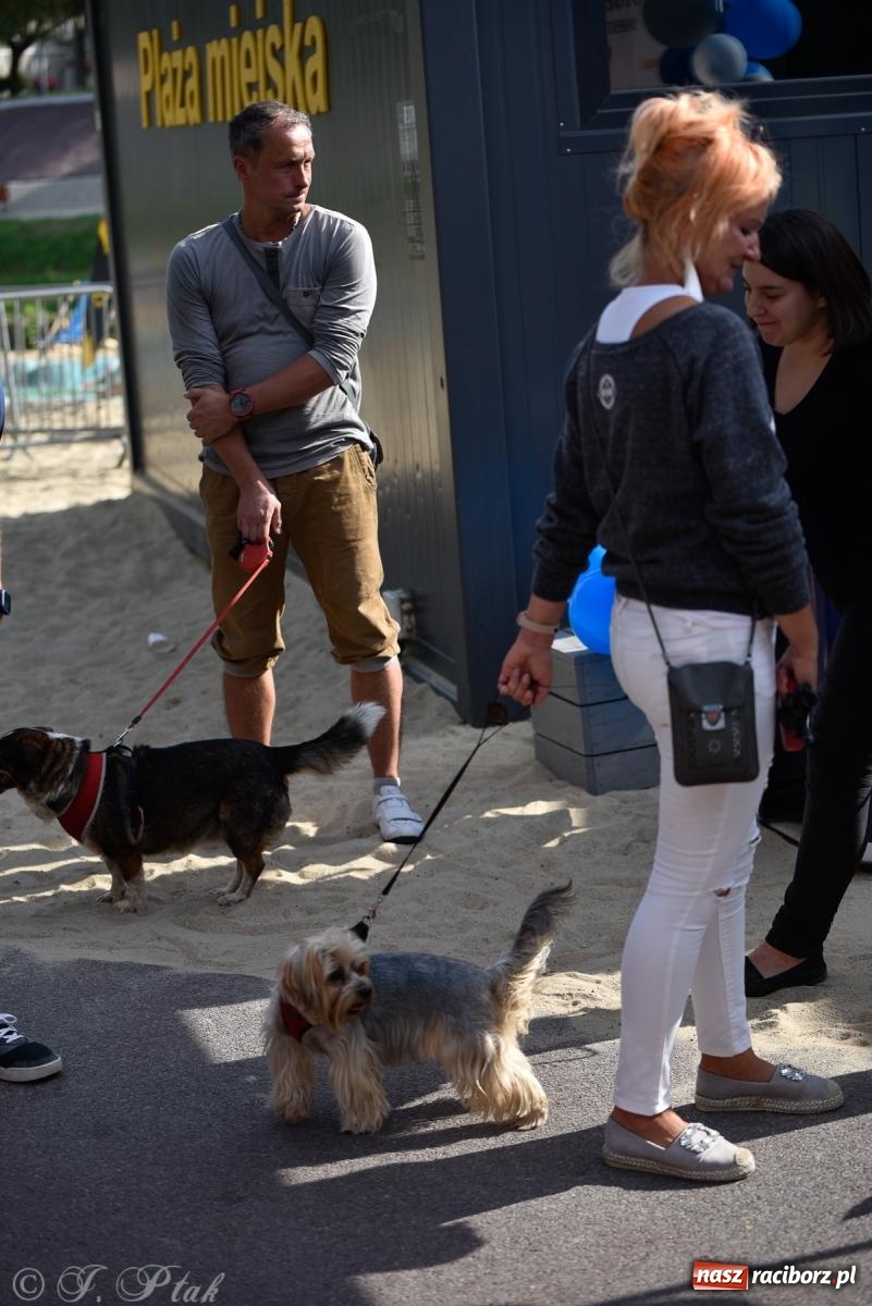 Zdjęcie w galerii na portalu naszraciborz.pl: Pieska plaża w Raciborzu. Miłośnicy czworonogów nad Odrą [FOTO i WIDEO] wiadomości z regionu