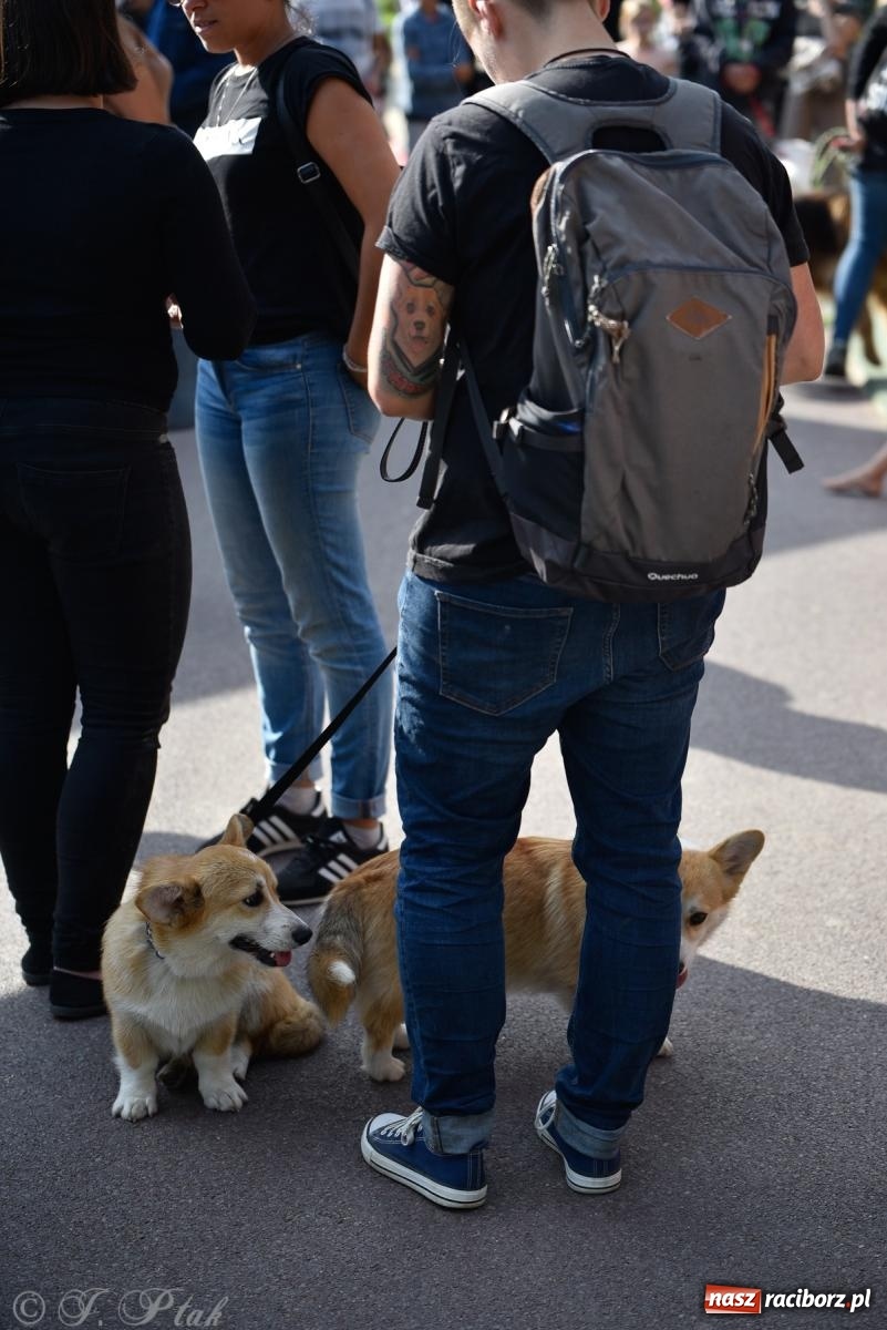 Zdjęcie w galerii na portalu naszraciborz.pl: Pieska plaża w Raciborzu. Miłośnicy czworonogów nad Odrą [FOTO i WIDEO] wiadomości z regionu