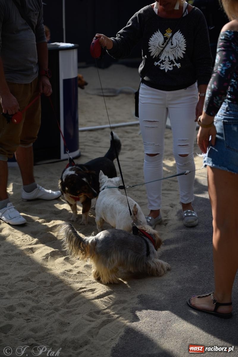 Zdjęcie w galerii na portalu naszraciborz.pl: Pieska plaża w Raciborzu. Miłośnicy czworonogów nad Odrą [FOTO i WIDEO] wiadomości z regionu