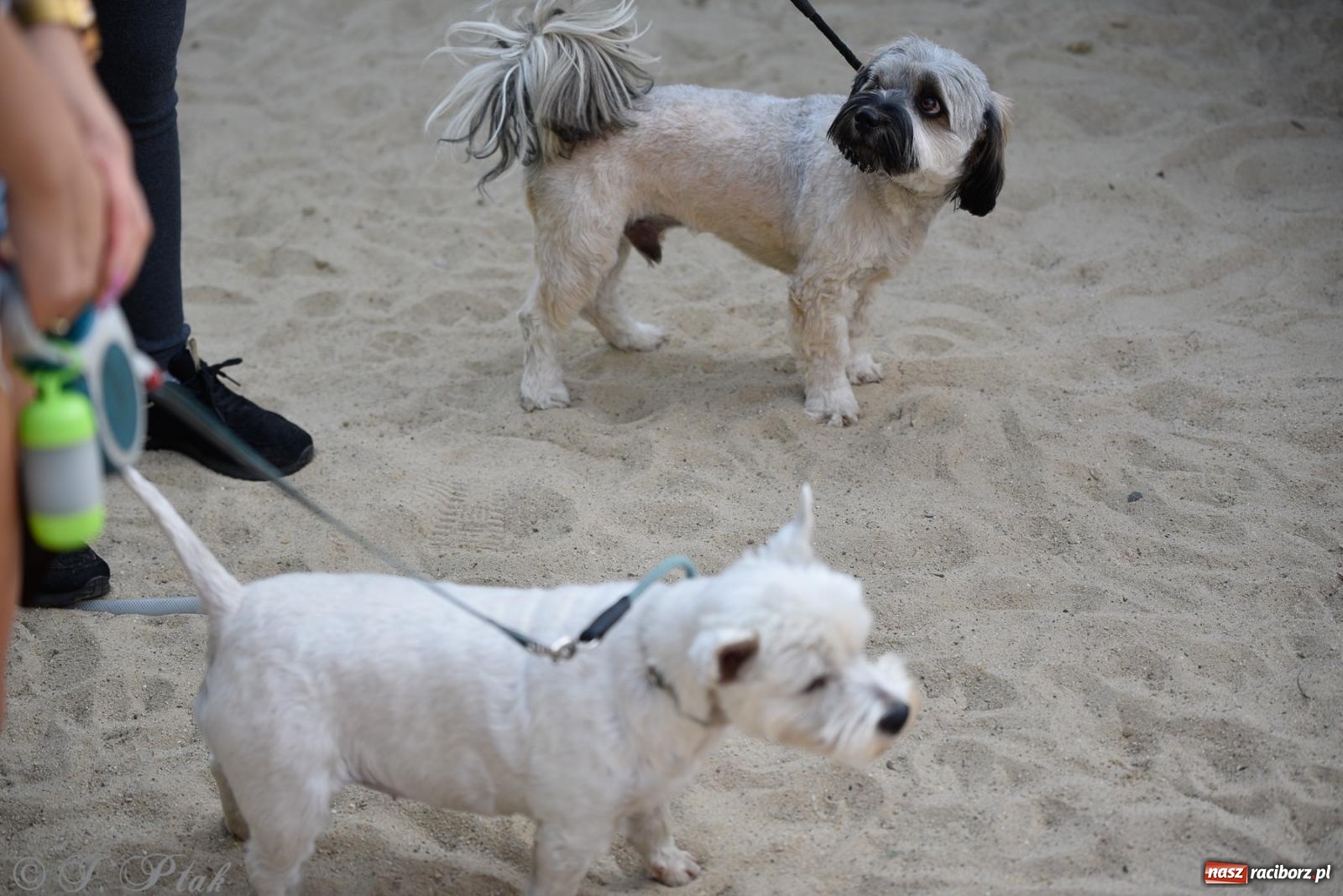 Zdjęcie w galerii na portalu naszraciborz.pl: Pieska plaża w Raciborzu. Miłośnicy czworonogów nad Odrą [FOTO i WIDEO] wiadomości z regionu