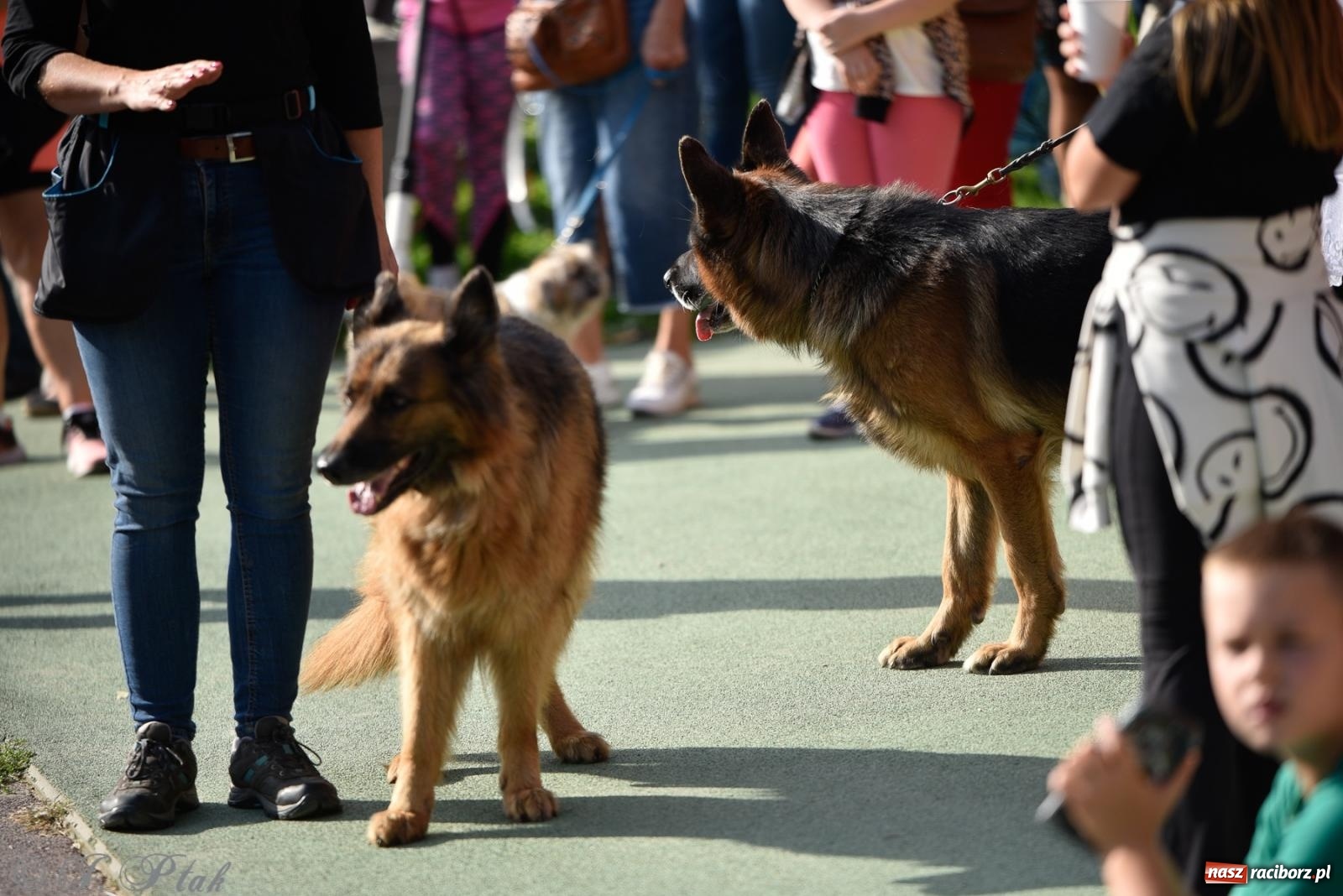 Zdjęcie w galerii na portalu naszraciborz.pl: Pieska plaża w Raciborzu. Miłośnicy czworonogów nad Odrą [FOTO i WIDEO] wiadomości z regionu