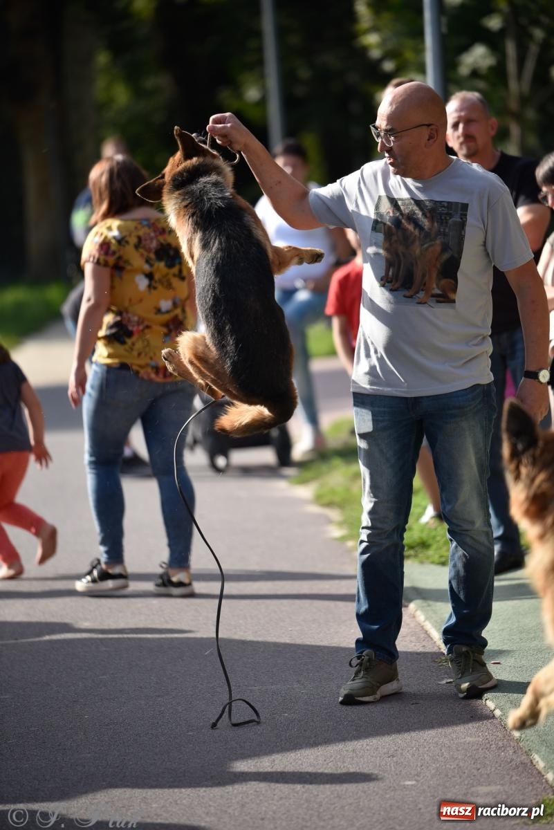 Zdjęcie w galerii na portalu naszraciborz.pl: Pieska plaża w Raciborzu. Miłośnicy czworonogów nad Odrą [FOTO i WIDEO] wiadomości z regionu
