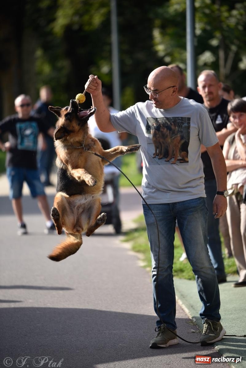 Zdjęcie w galerii na portalu naszraciborz.pl: Pieska plaża w Raciborzu. Miłośnicy czworonogów nad Odrą [FOTO i WIDEO] wiadomości z regionu