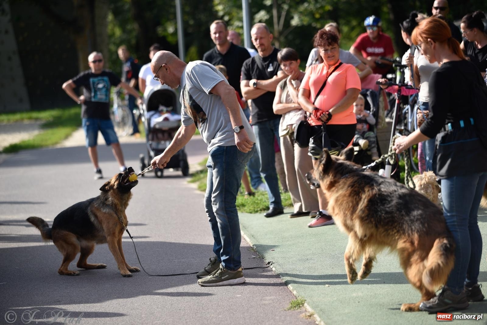 Zdjęcie w galerii na portalu naszraciborz.pl: Pieska plaża w Raciborzu. Miłośnicy czworonogów nad Odrą [FOTO i WIDEO] wiadomości z regionu
