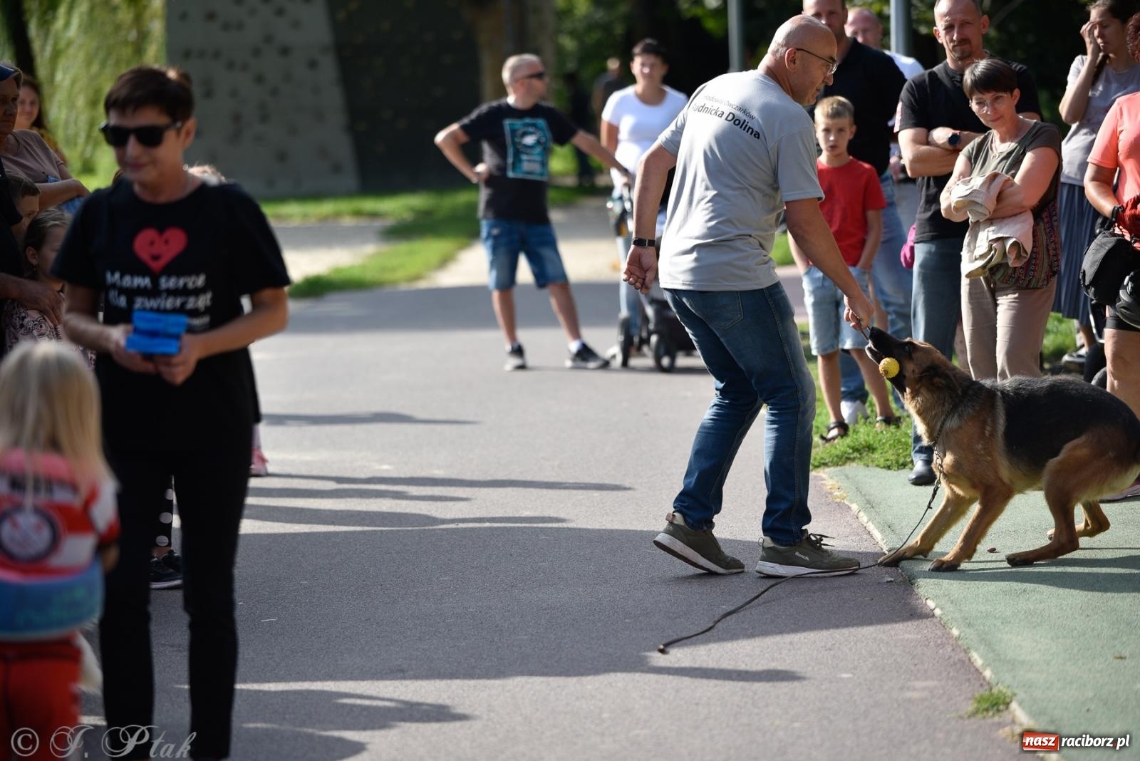 Zdjęcie w galerii na portalu naszraciborz.pl: Pieska plaża w Raciborzu. Miłośnicy czworonogów nad Odrą [FOTO i WIDEO] wiadomości z regionu