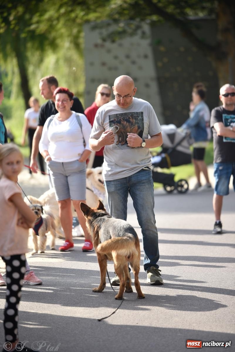 Zdjęcie w galerii na portalu naszraciborz.pl: Pieska plaża w Raciborzu. Miłośnicy czworonogów nad Odrą [FOTO i WIDEO] wiadomości z regionu