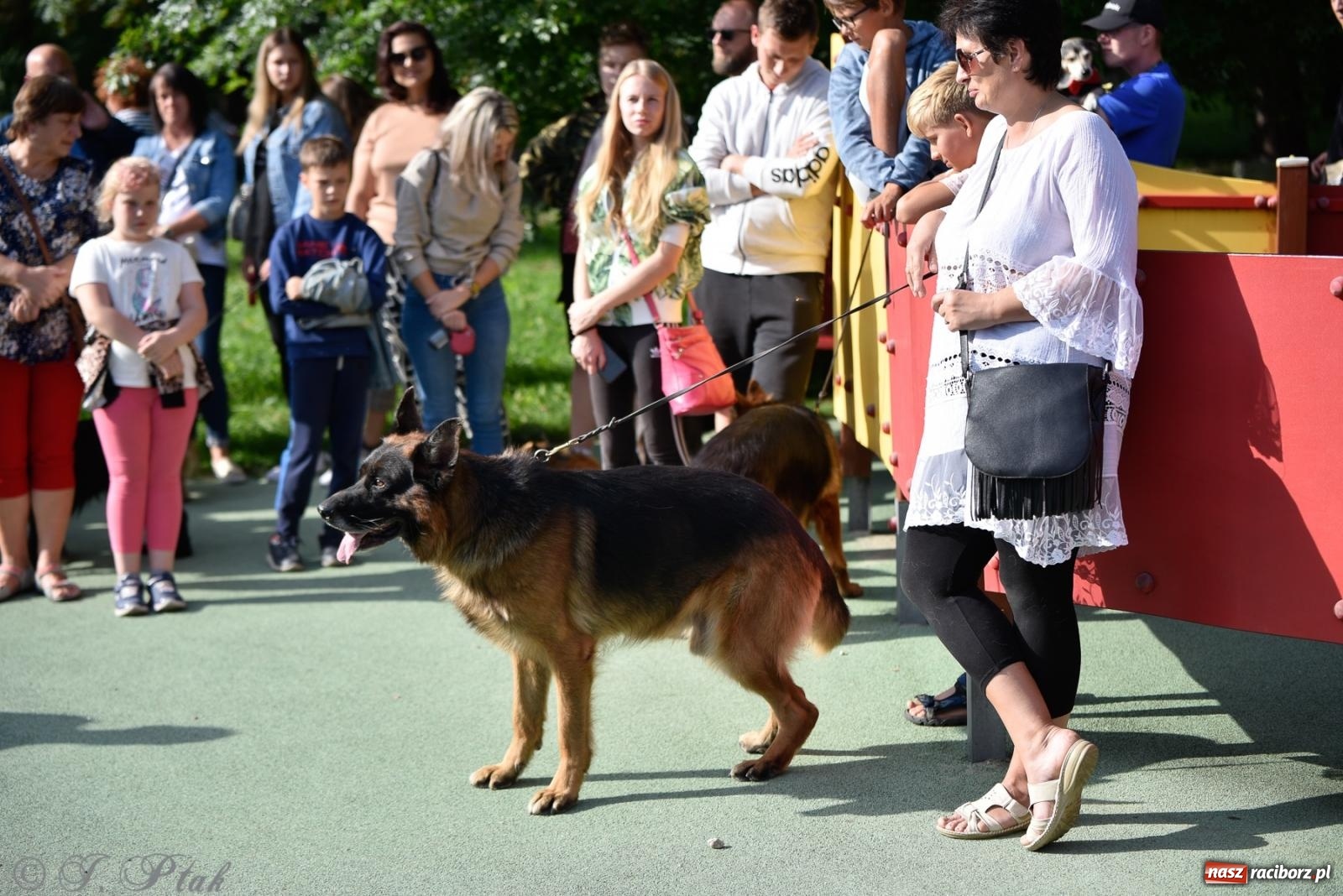 Zdjęcie w galerii na portalu naszraciborz.pl: Pieska plaża w Raciborzu. Miłośnicy czworonogów nad Odrą [FOTO i WIDEO] wiadomości z regionu