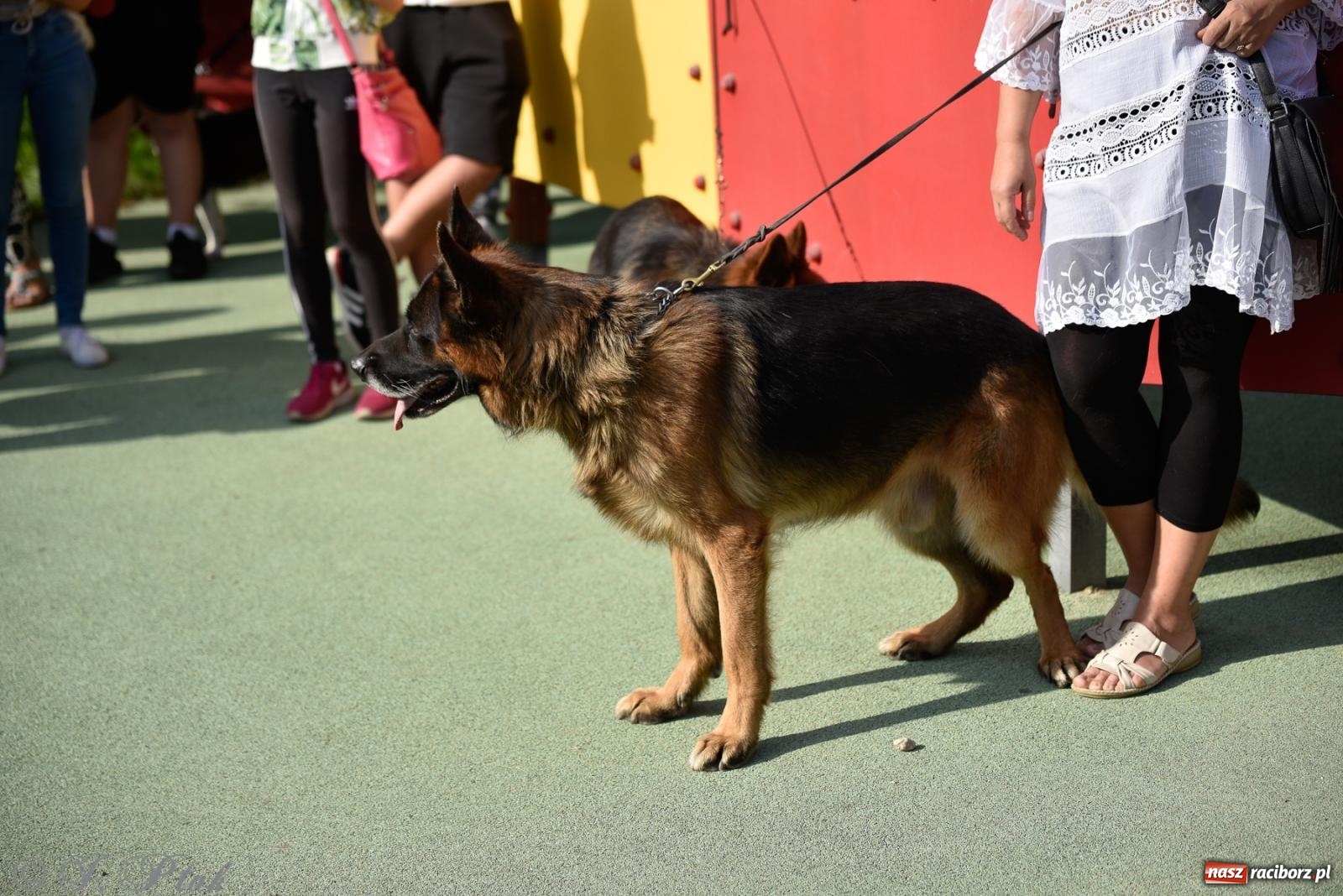 Zdjęcie w galerii na portalu naszraciborz.pl: Pieska plaża w Raciborzu. Miłośnicy czworonogów nad Odrą [FOTO i WIDEO] wiadomości z regionu