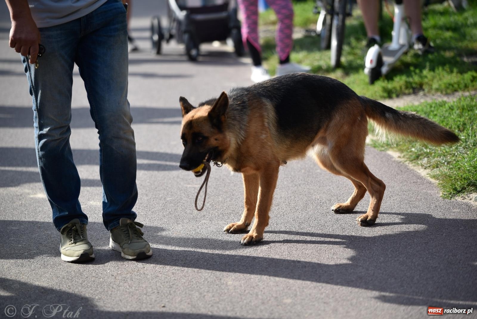 Zdjęcie w galerii na portalu naszraciborz.pl: Pieska plaża w Raciborzu. Miłośnicy czworonogów nad Odrą [FOTO i WIDEO] wiadomości z regionu