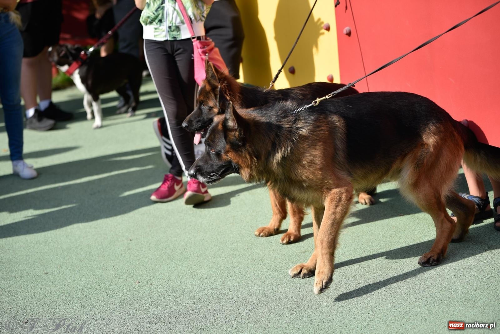 Zdjęcie w galerii na portalu naszraciborz.pl: Pieska plaża w Raciborzu. Miłośnicy czworonogów nad Odrą [FOTO i WIDEO] wiadomości z regionu