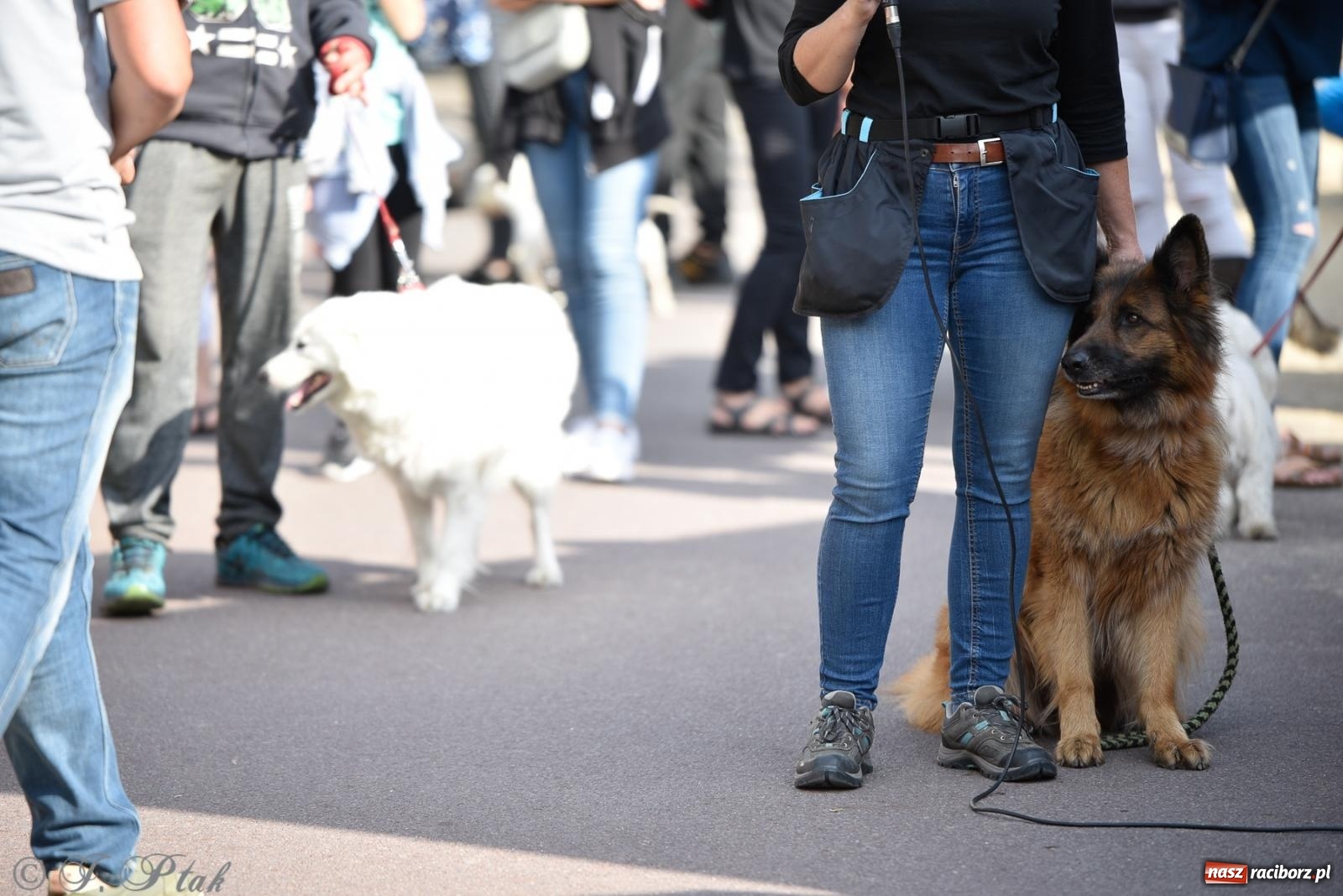 Zdjęcie w galerii na portalu naszraciborz.pl: Pieska plaża w Raciborzu. Miłośnicy czworonogów nad Odrą [FOTO i WIDEO] wiadomości z regionu