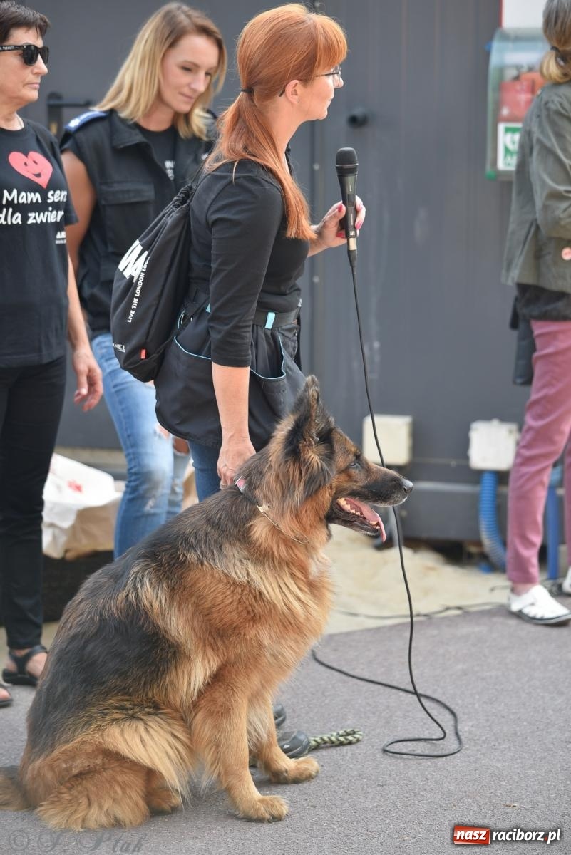 Zdjęcie w galerii na portalu naszraciborz.pl: Pieska plaża w Raciborzu. Miłośnicy czworonogów nad Odrą [FOTO i WIDEO] wiadomości z regionu