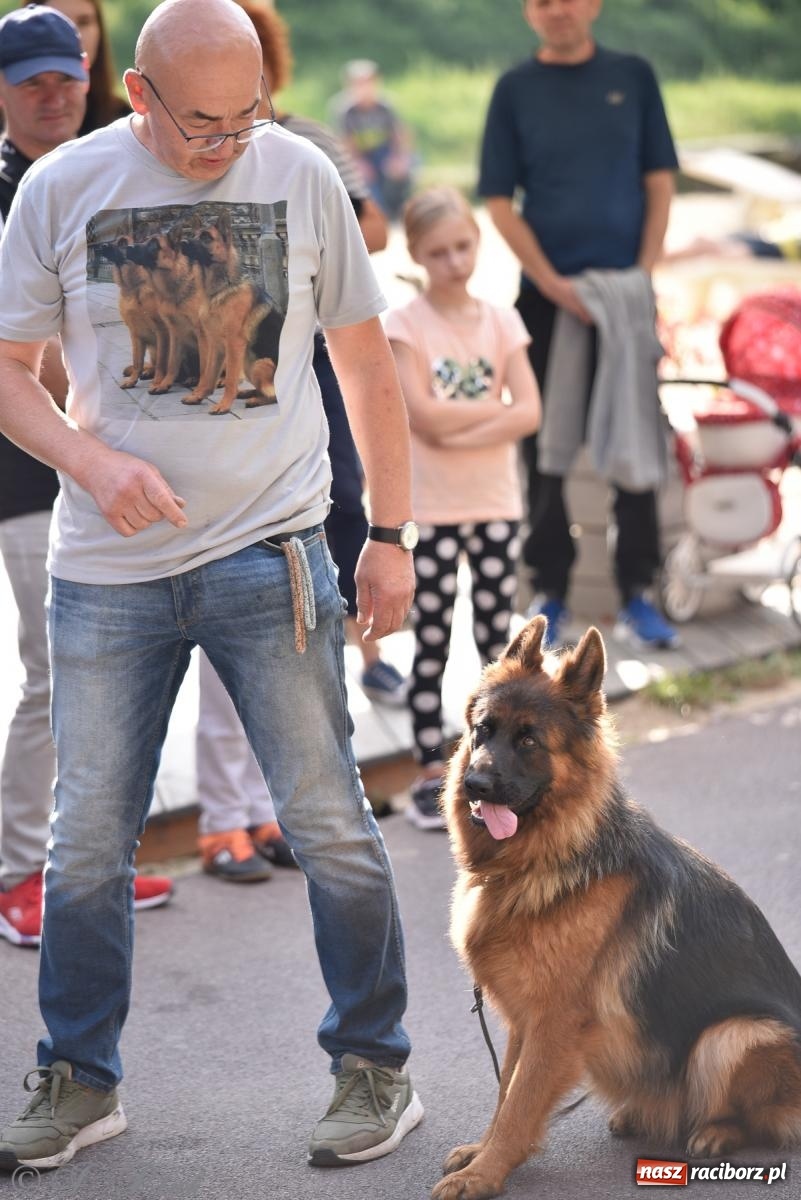 Zdjęcie w galerii na portalu naszraciborz.pl: Pieska plaża w Raciborzu. Miłośnicy czworonogów nad Odrą [FOTO i WIDEO] wiadomości z regionu