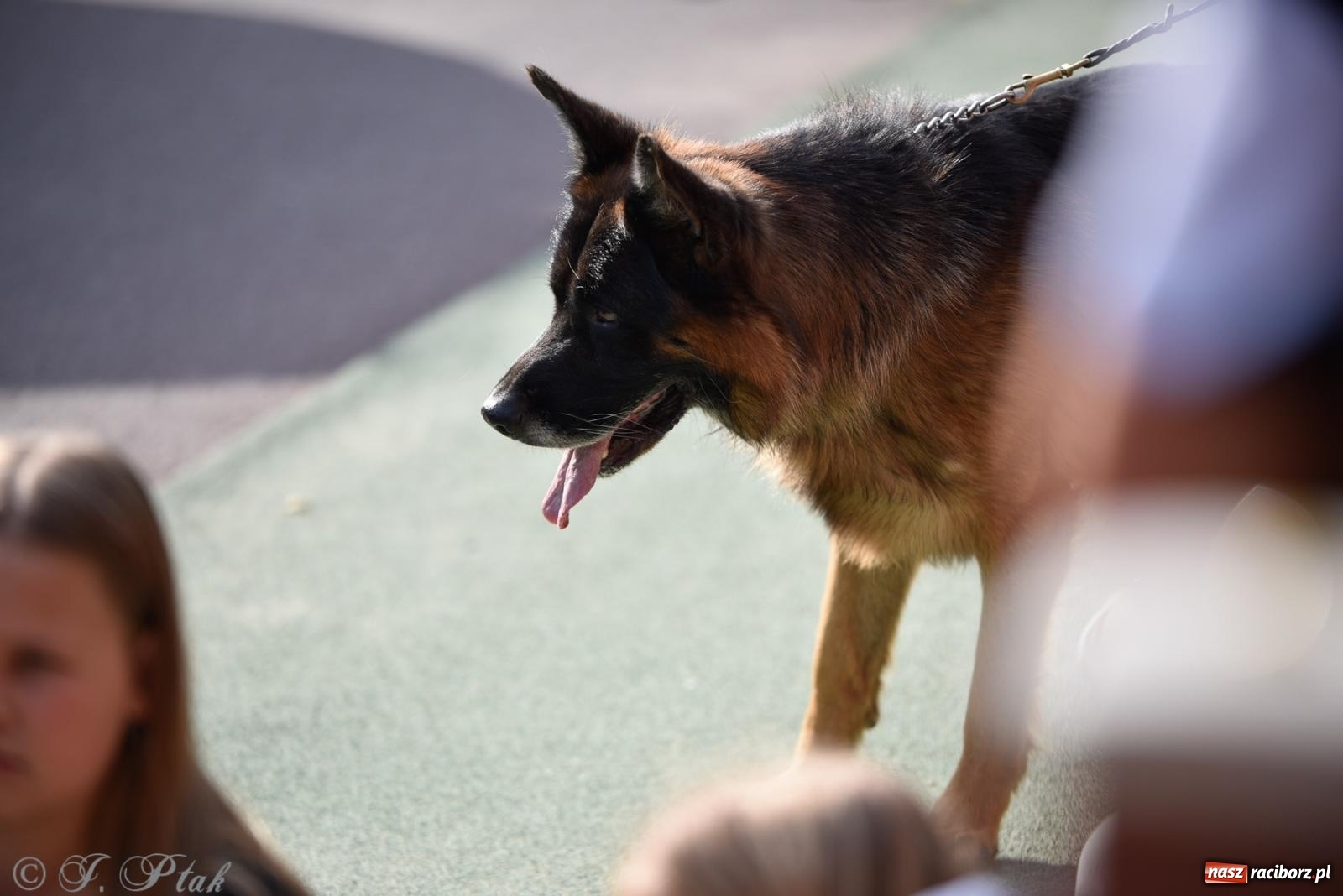 Zdjęcie w galerii na portalu naszraciborz.pl: Pieska plaża w Raciborzu. Miłośnicy czworonogów nad Odrą [FOTO i WIDEO] wiadomości z regionu