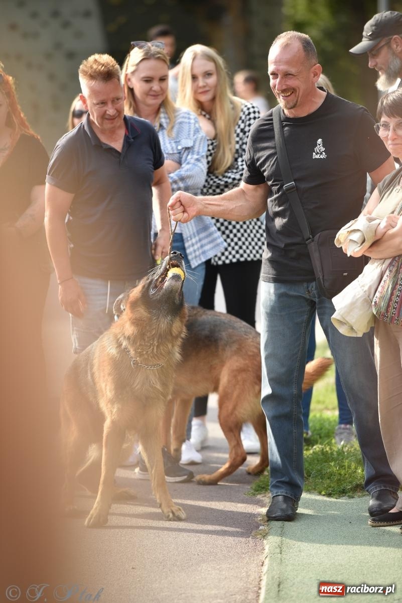 Zdjęcie w galerii na portalu naszraciborz.pl: Pieska plaża w Raciborzu. Miłośnicy czworonogów nad Odrą [FOTO i WIDEO] wiadomości z regionu