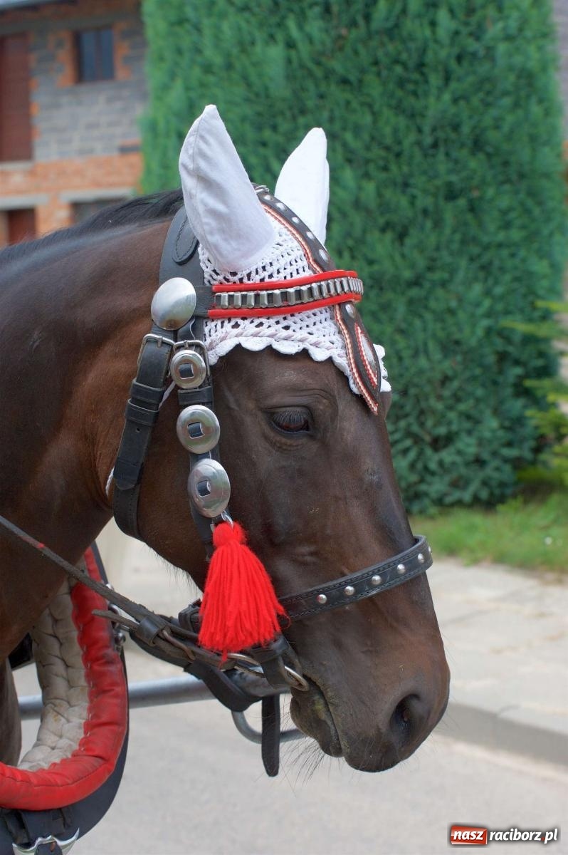 Zdjęcie w galerii na portalu naszraciborz.pl: Dożynki 2022 w Raciborzu Sudole [FOTO i WIDEO] wiadomości z regionu