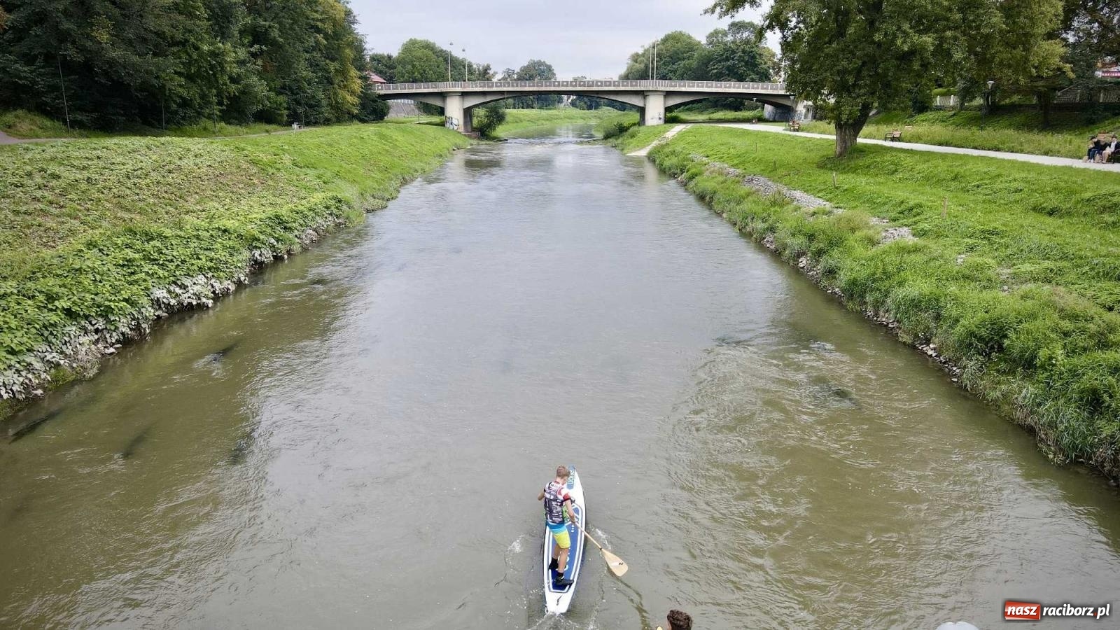 Zdjęcie w galerii na portalu naszraciborz.pl: Regaty pod zaporą czołową zbiornika Racibórz [FOTO i WIDEO] wiadomości z regionu