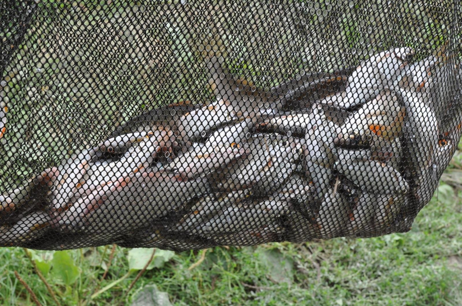 Zdjęcie w galerii na portalu naszraciborz.pl: Wędkarze rywalizowali o Puchar Prezydenta wiadomości z regionu