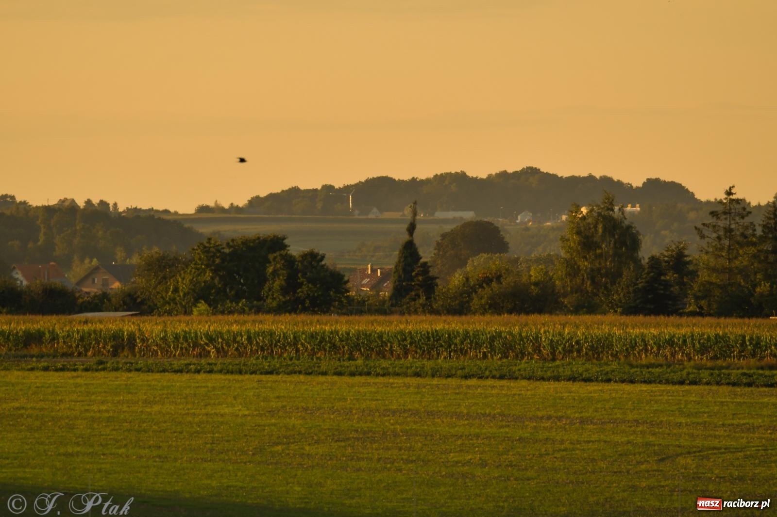 Zdjęcie w galerii na portalu naszraciborz.pl: Tak wygląda Racibórz w złotej godzinie wiadomości z regionu