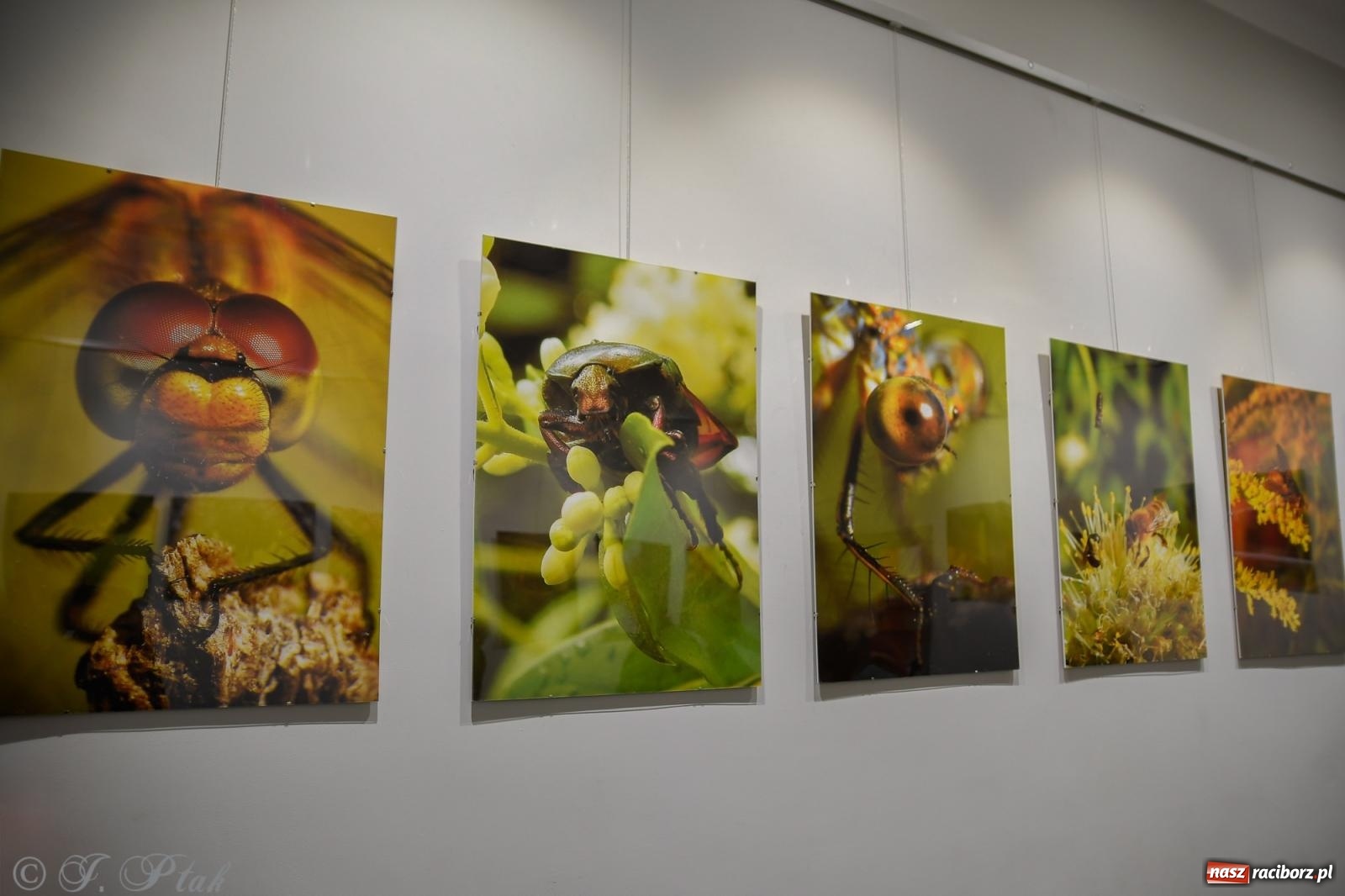 Zdjęcie w galerii na portalu naszraciborz.pl: W świecie owadów - wernisaż fotografii Marka Furmanowicza wiadomości z regionu